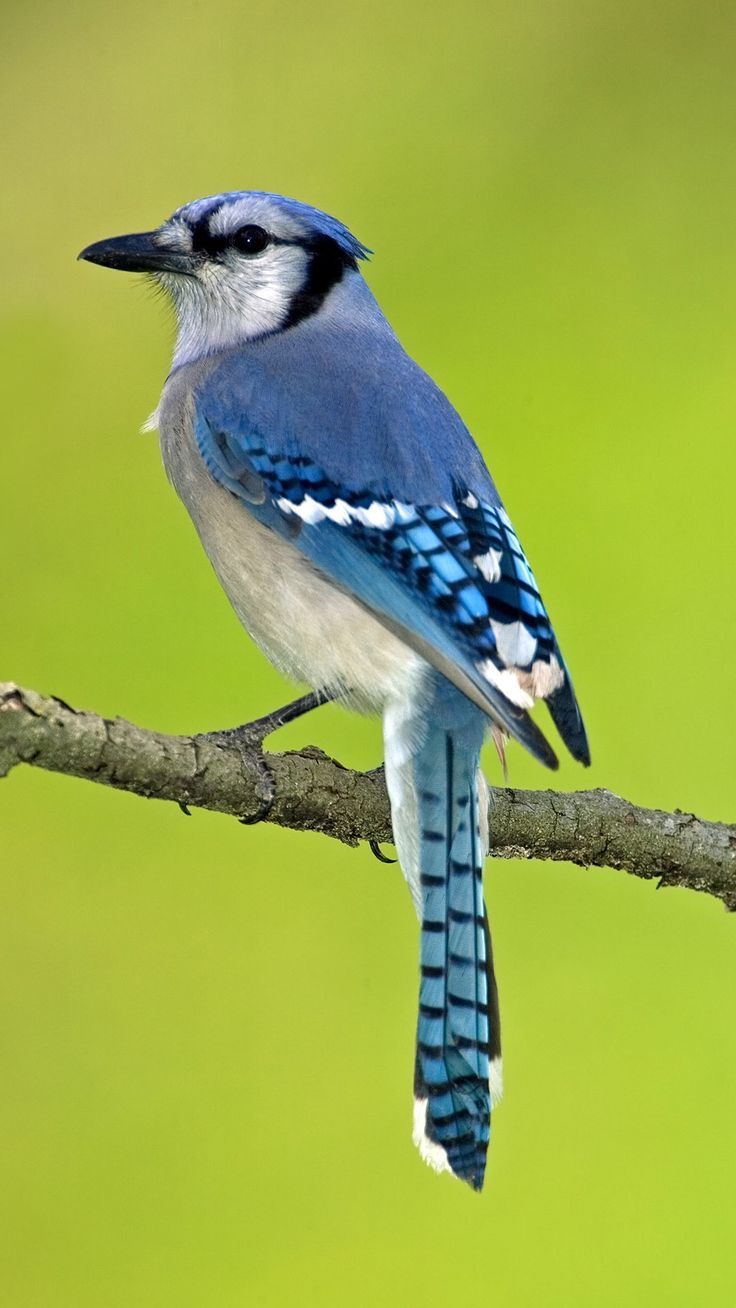 736x1308 Blue Bird Perched on Tree Branch. Blue jay no background, Blue jay bird wallpaper, Birds