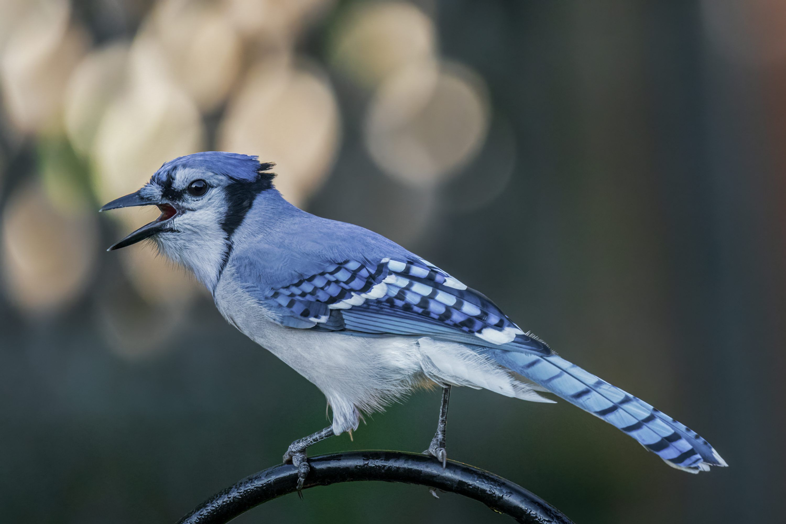 3000x2000 Blue Jay Picture. Download Free Image