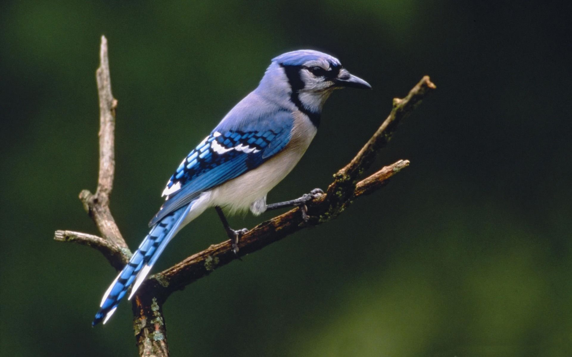 1920x1200 Blue Jay Birds High Definition Desktop Wallpaper