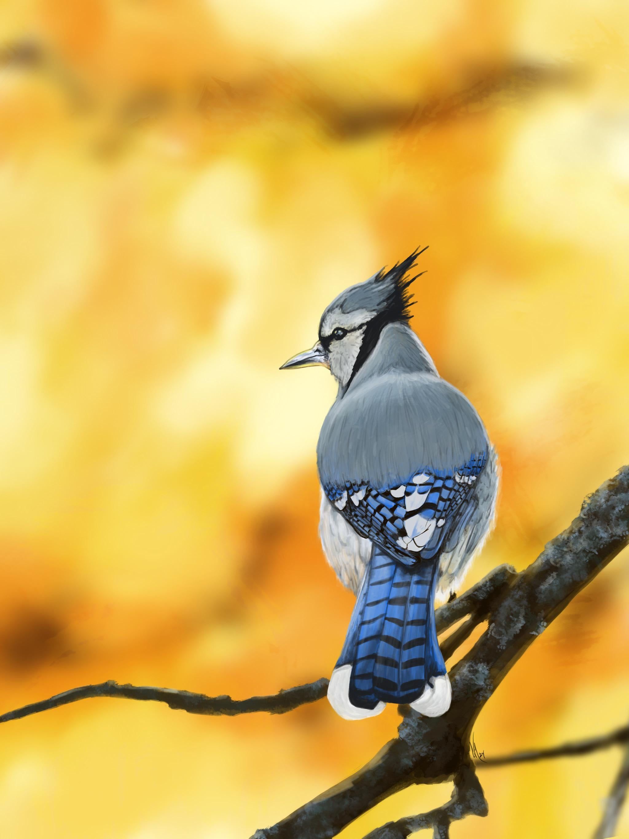2048x2732 A Blue Jay