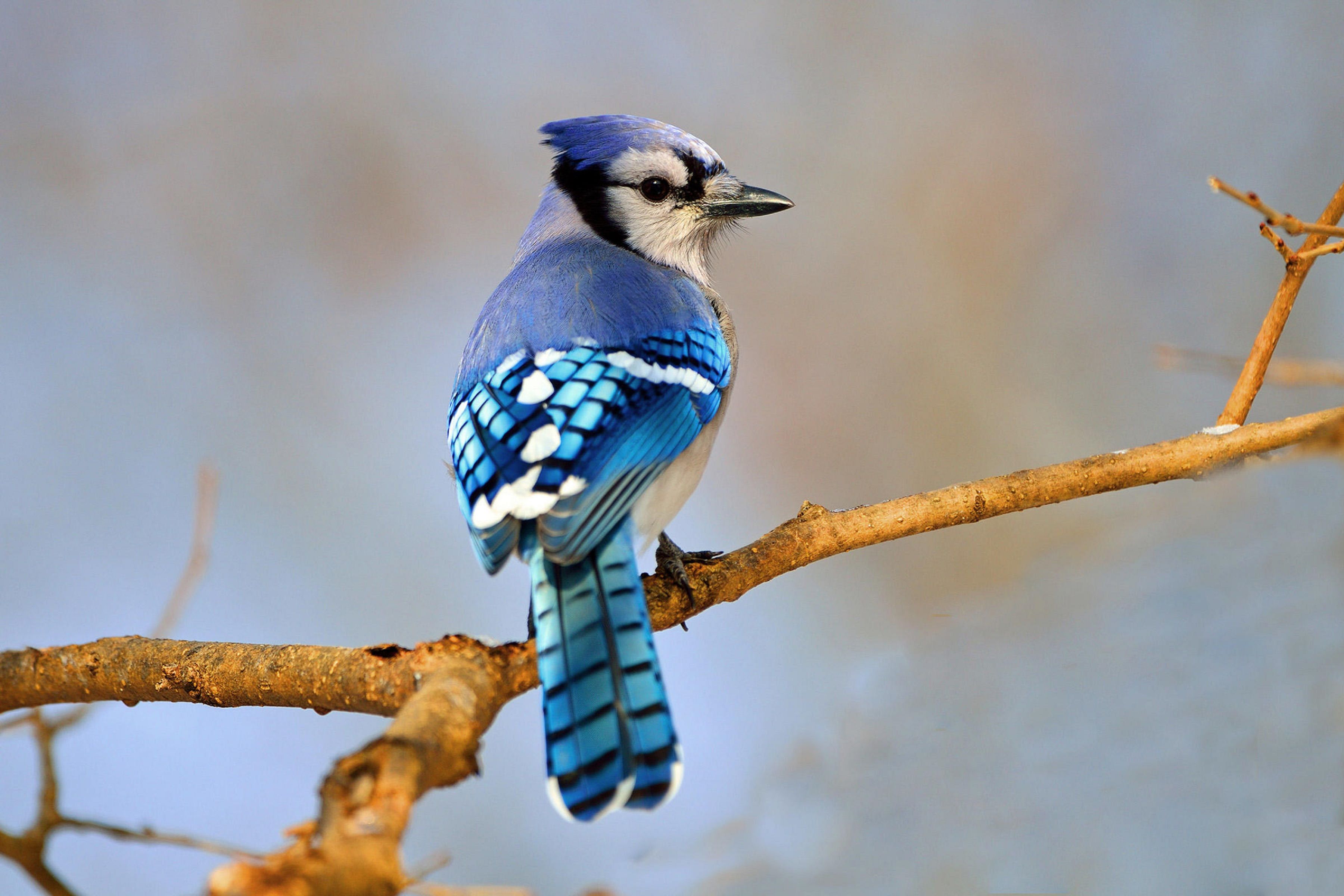 3600x2400 HD Blue Jay: Vibrant Feathered Beauty in Naturex2400