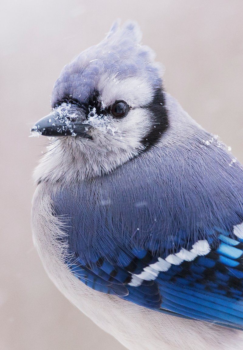 800x1153 Birds Blue Jay Image Wallpaper