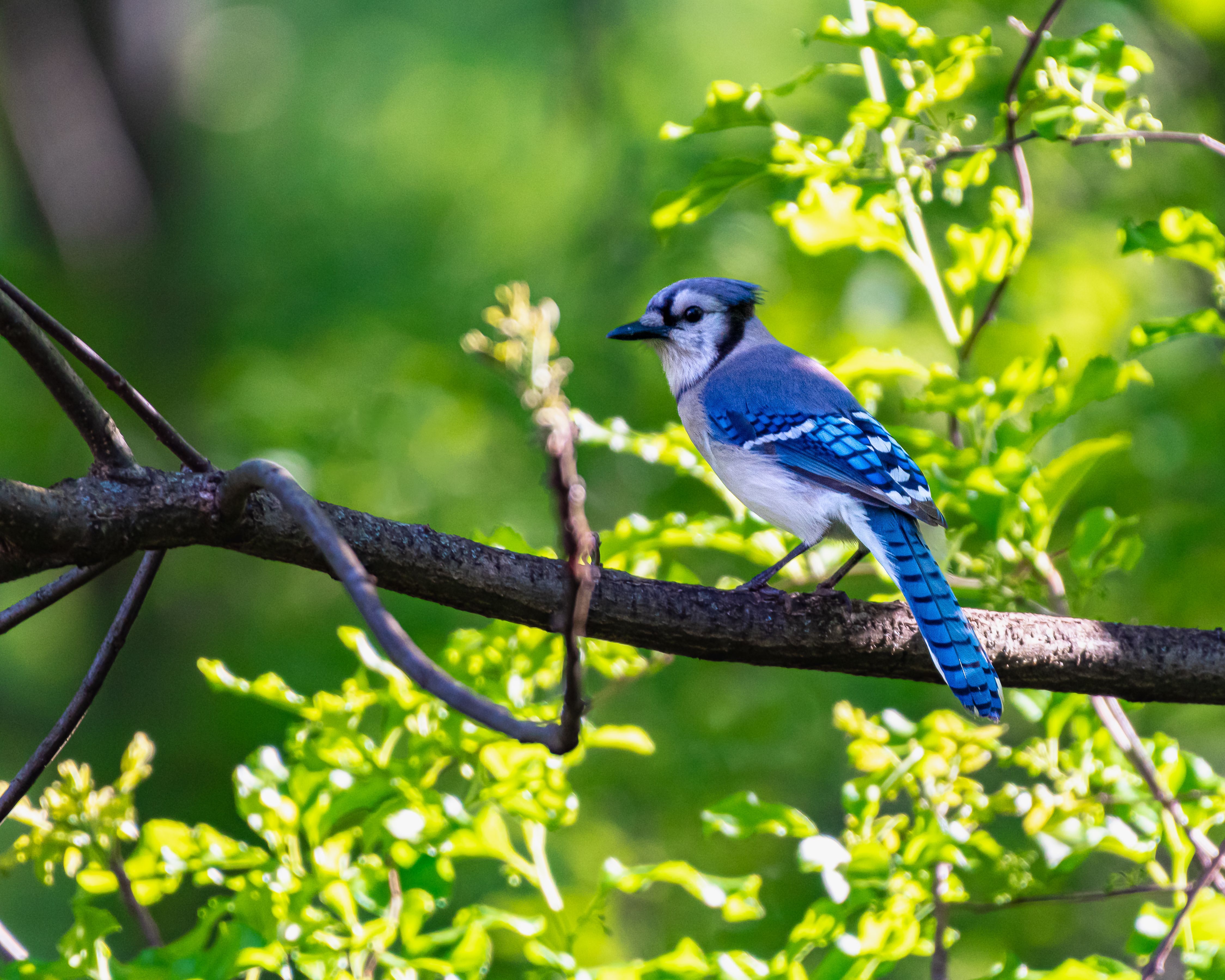 4498x3598 Blue Jay on Tree · Free