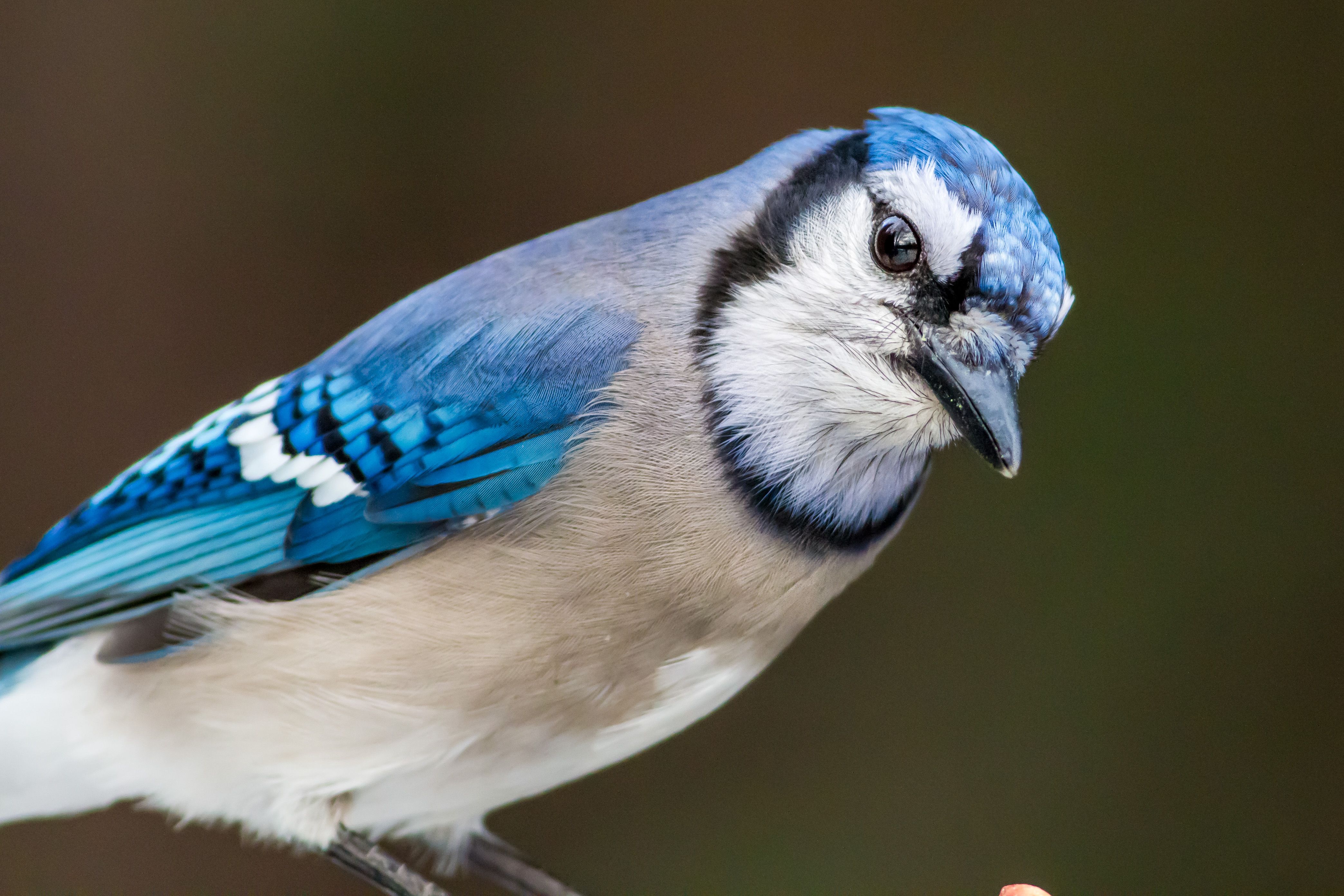 4174x2783 Michigan's Smartest Birds, Part One: BLUE JAY