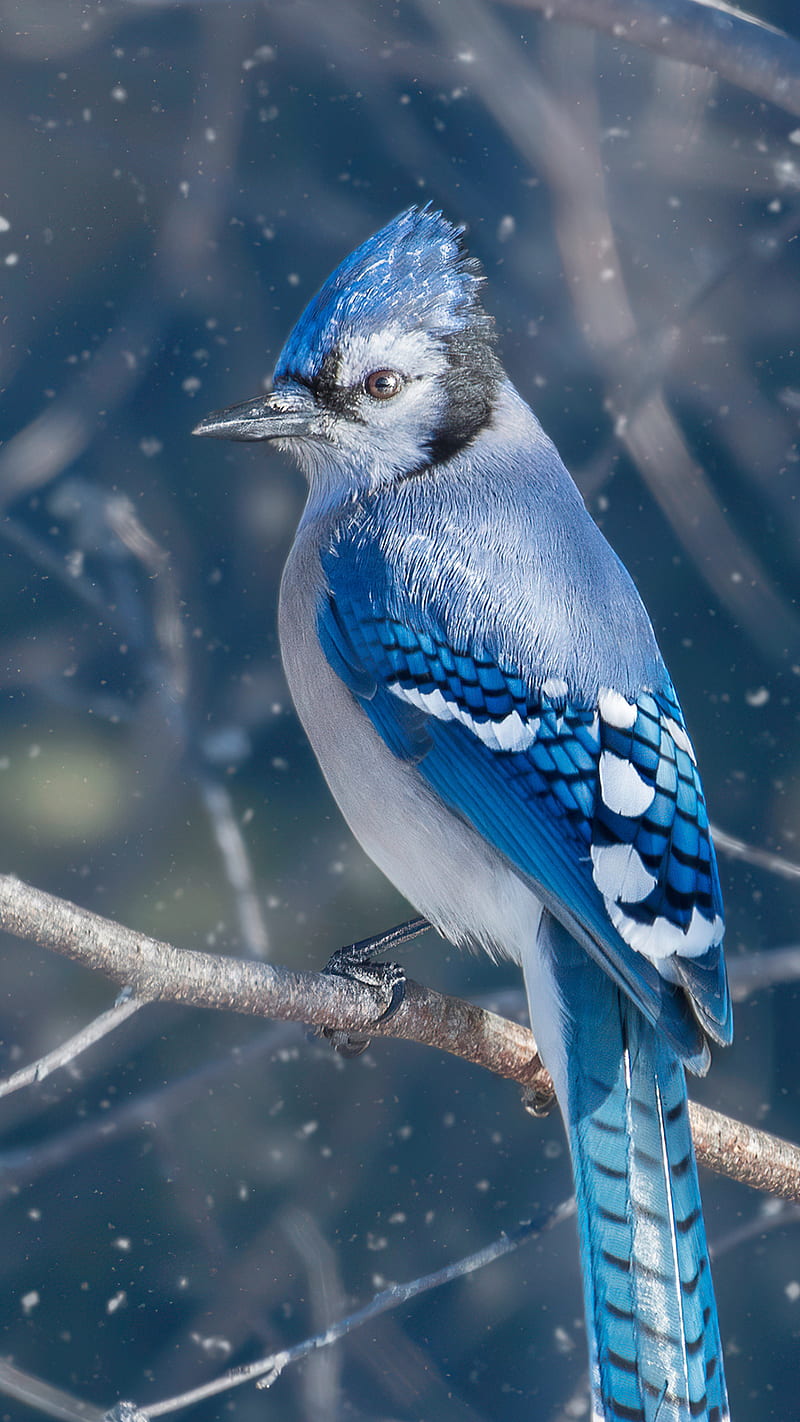 800x1422 HD jay bird wallpaper