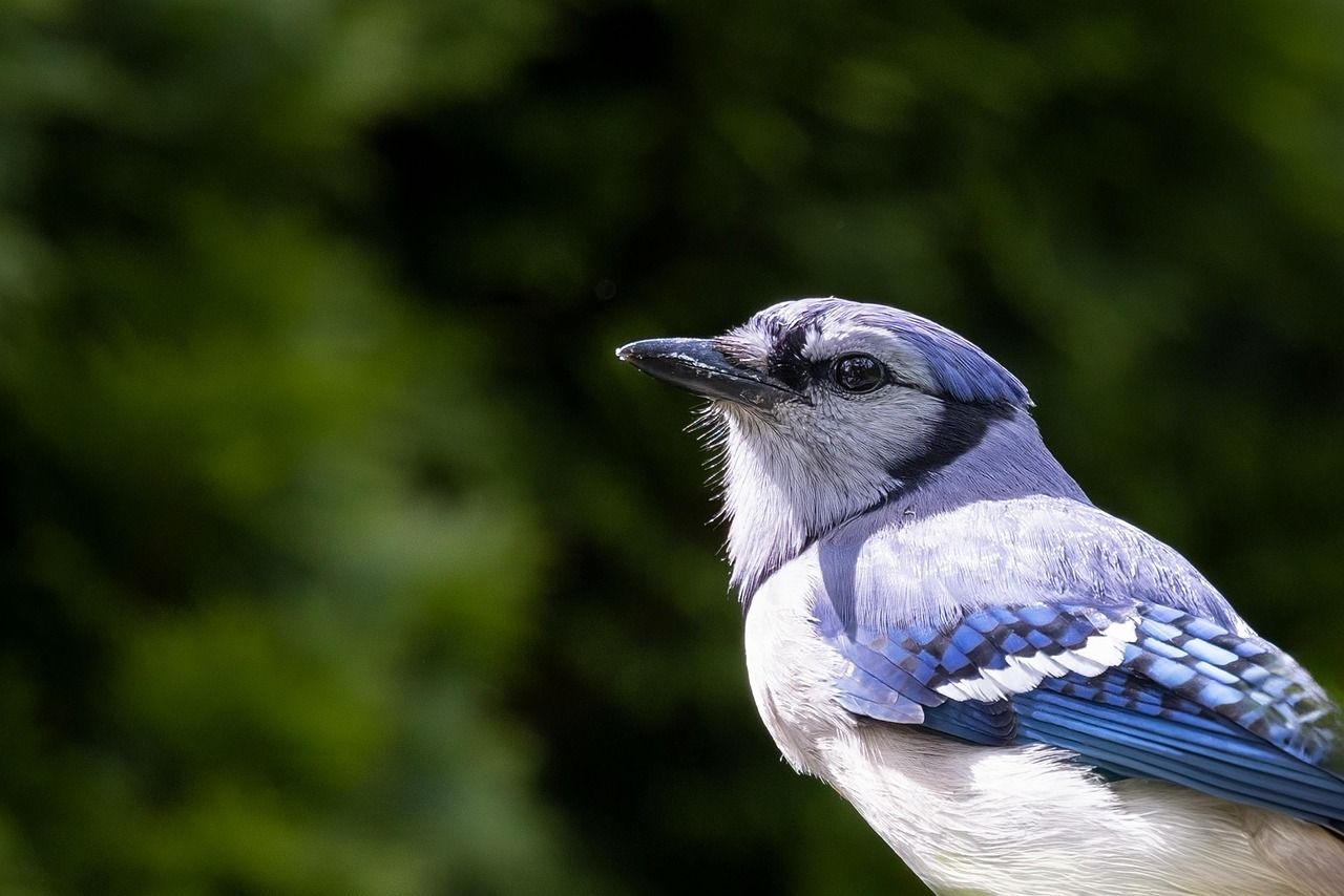 1280x854 Bird Wildlife Blue Jay