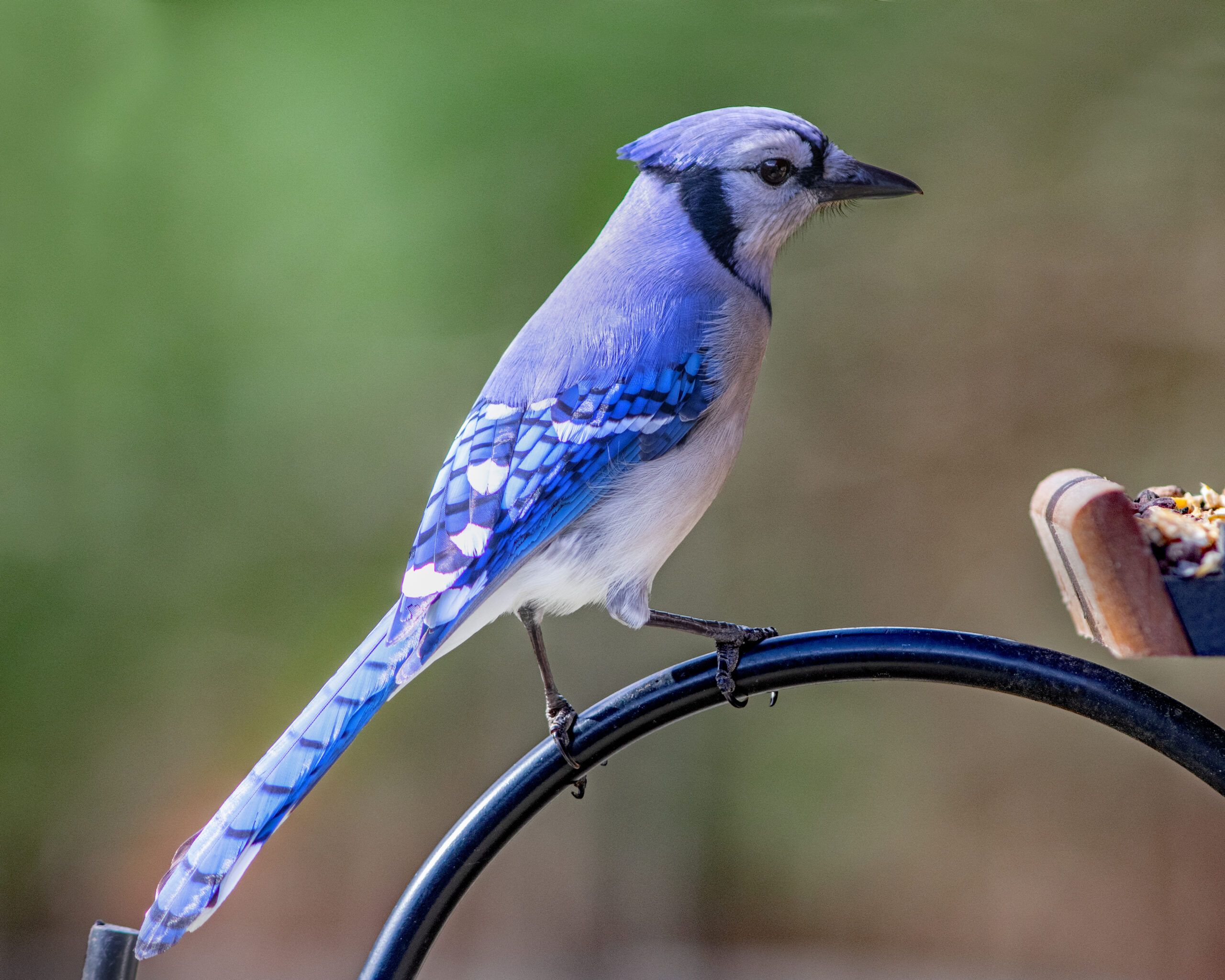 2560x2048 Blue Jay