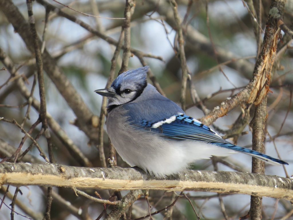 1024x768 Bird of the Month: Blue Jay