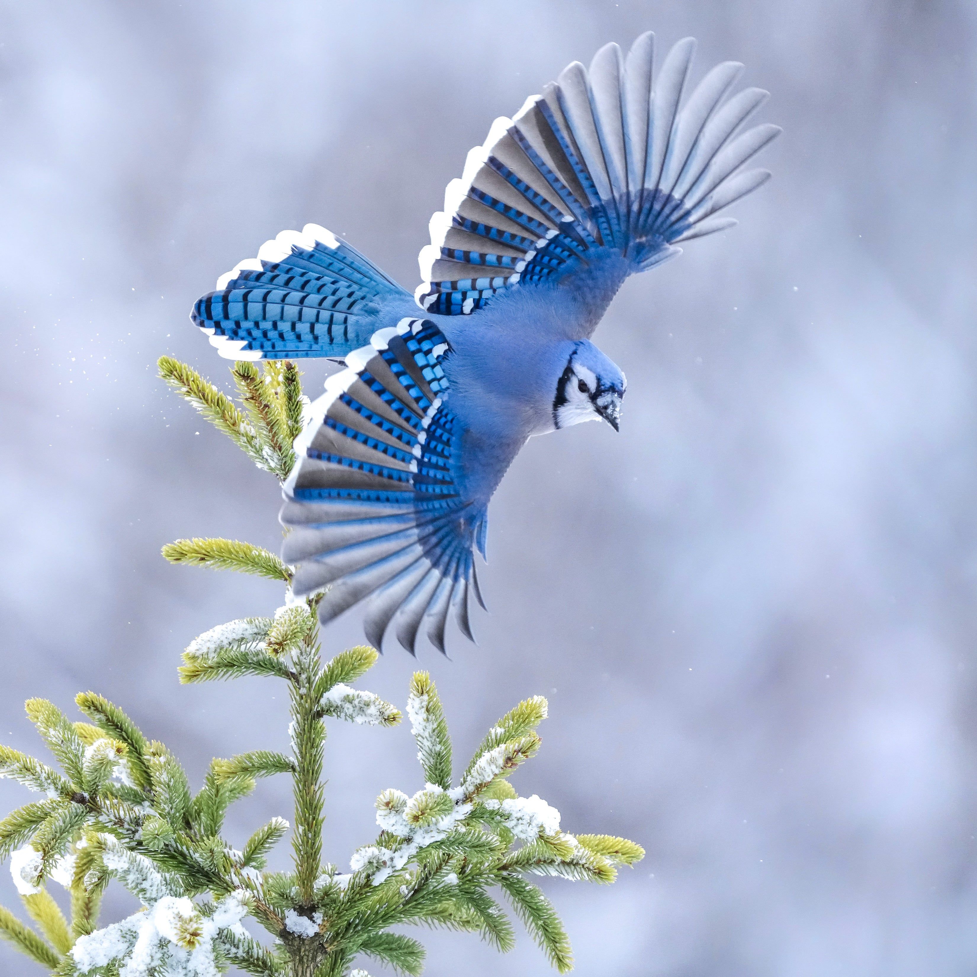 3300x3300 Fun Facts About the Blue Jay