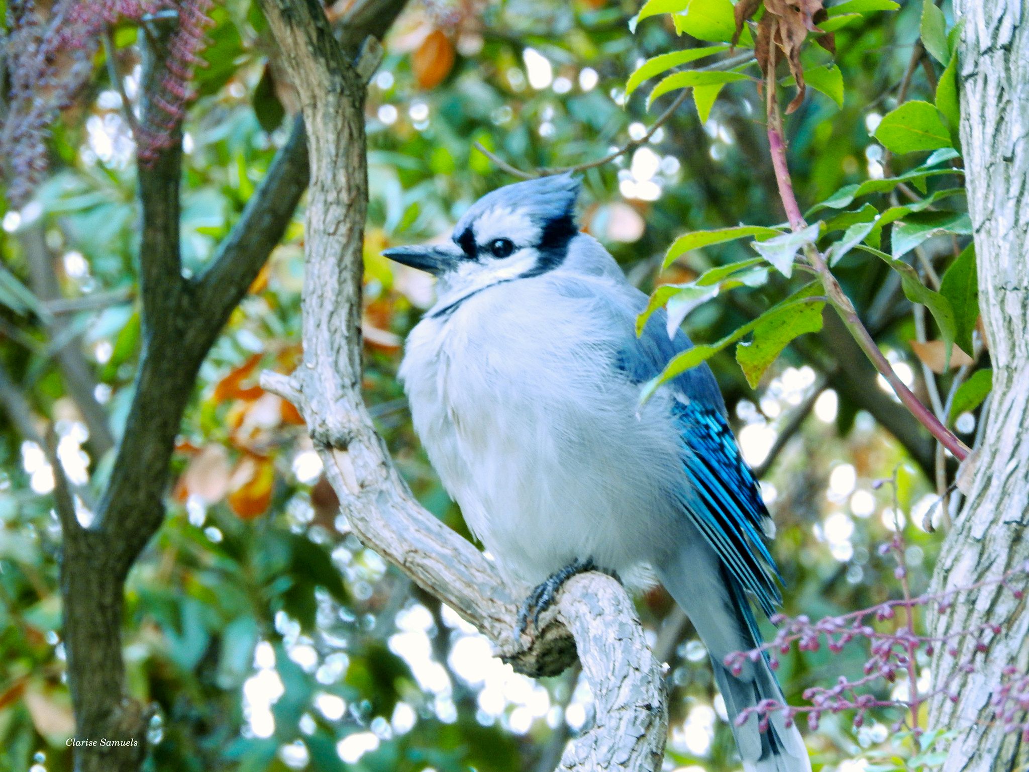 2048x1536 A Blue Jay In Hartford.jpeg