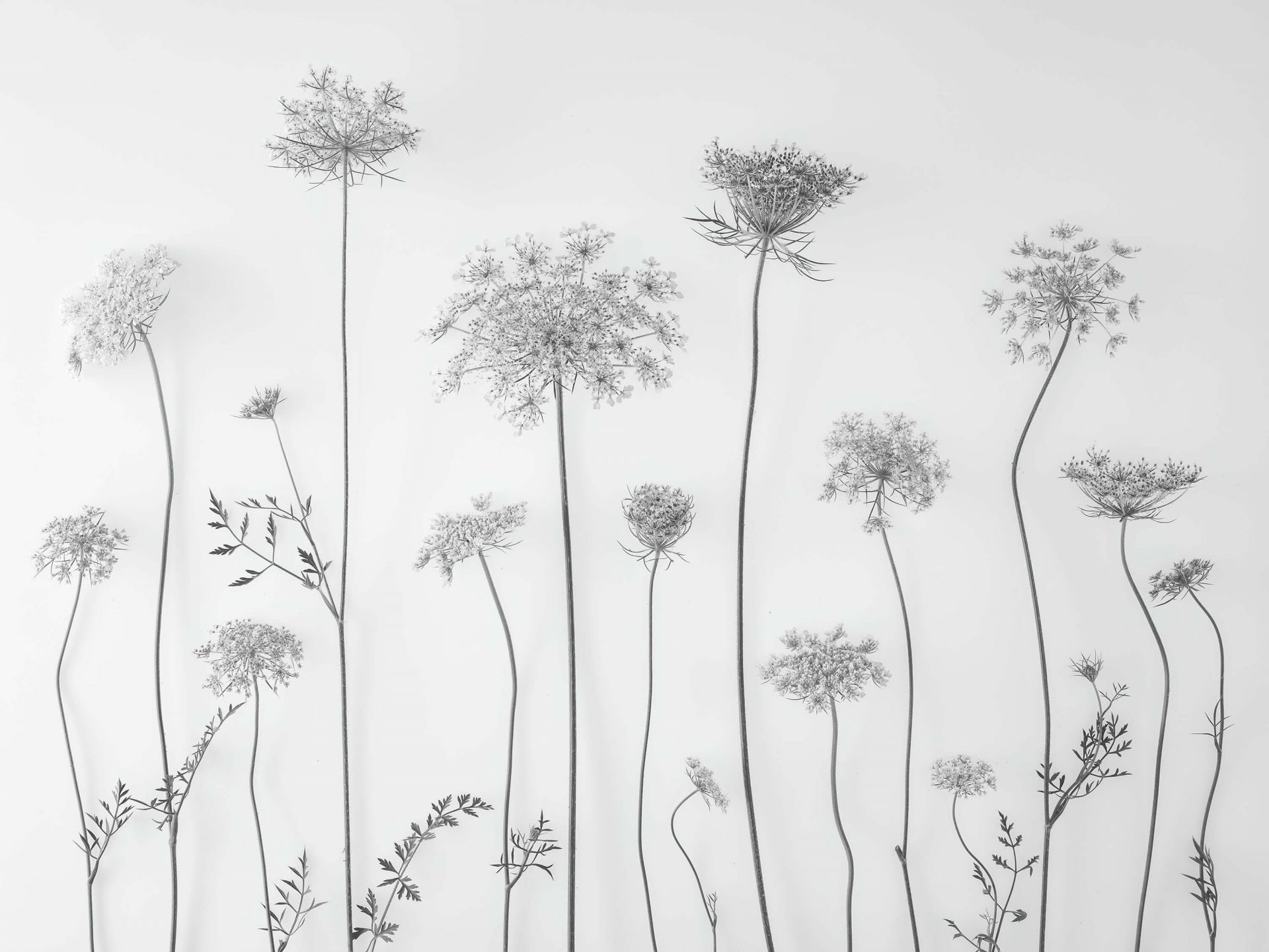 1920x1441 Cow parsley in black and white