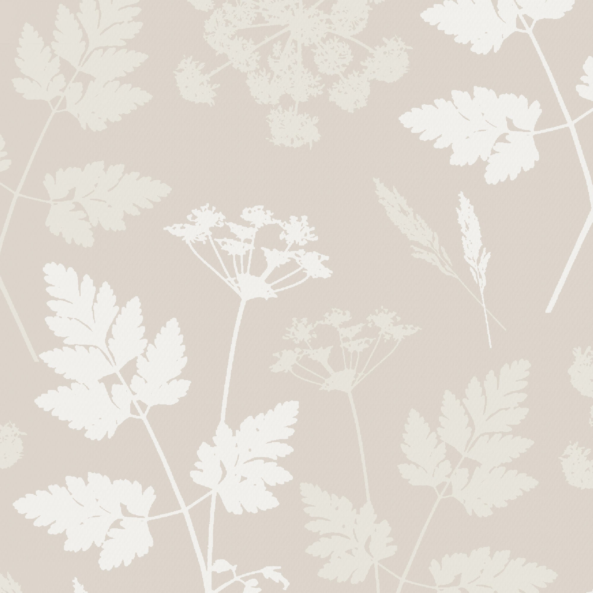 2000x2000 Cow Parsley Wallpaper