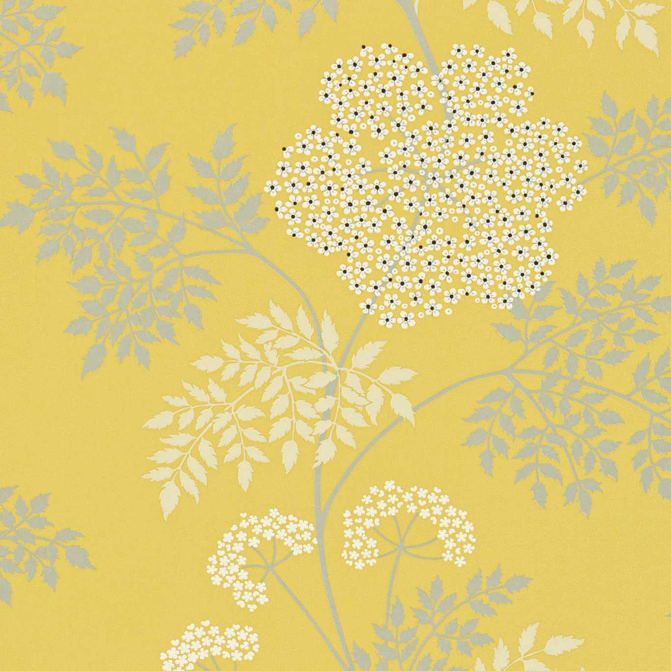 1366x1366 Cowparsley Wallpaper