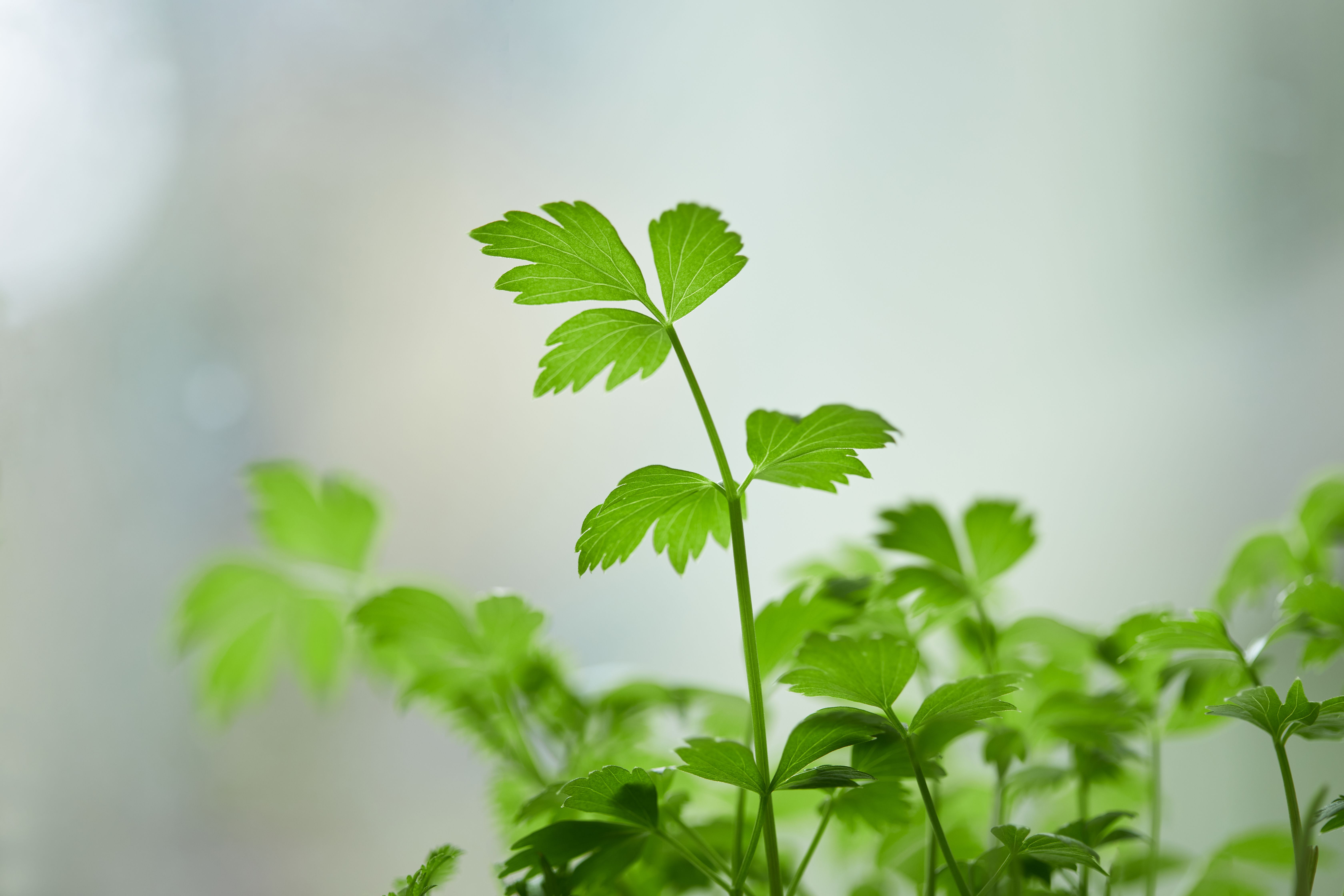 6720x4480 Parsley Plant Photo, Download The BEST Free Parsley Plant & HD Image