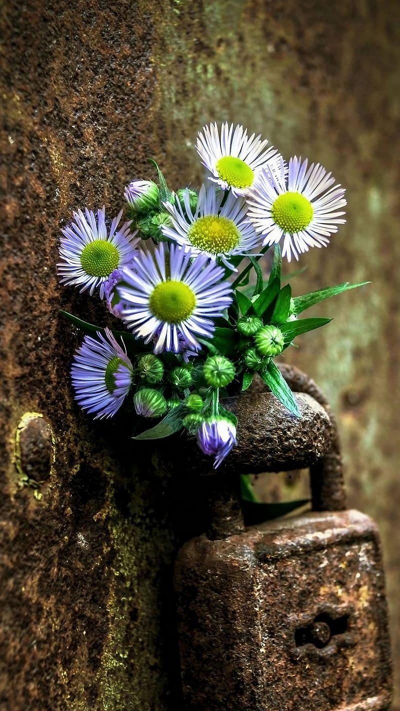 800x1422 Realme C21y, Tiny Flowers, HD phone wallpaper