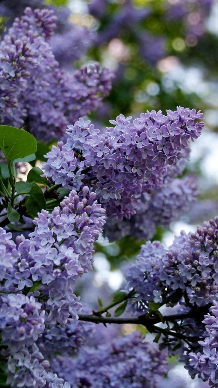 750x1334 Lilacs Blooming, Purple Flowers, Spring 750x1334 IPhone 8 7 6 6S