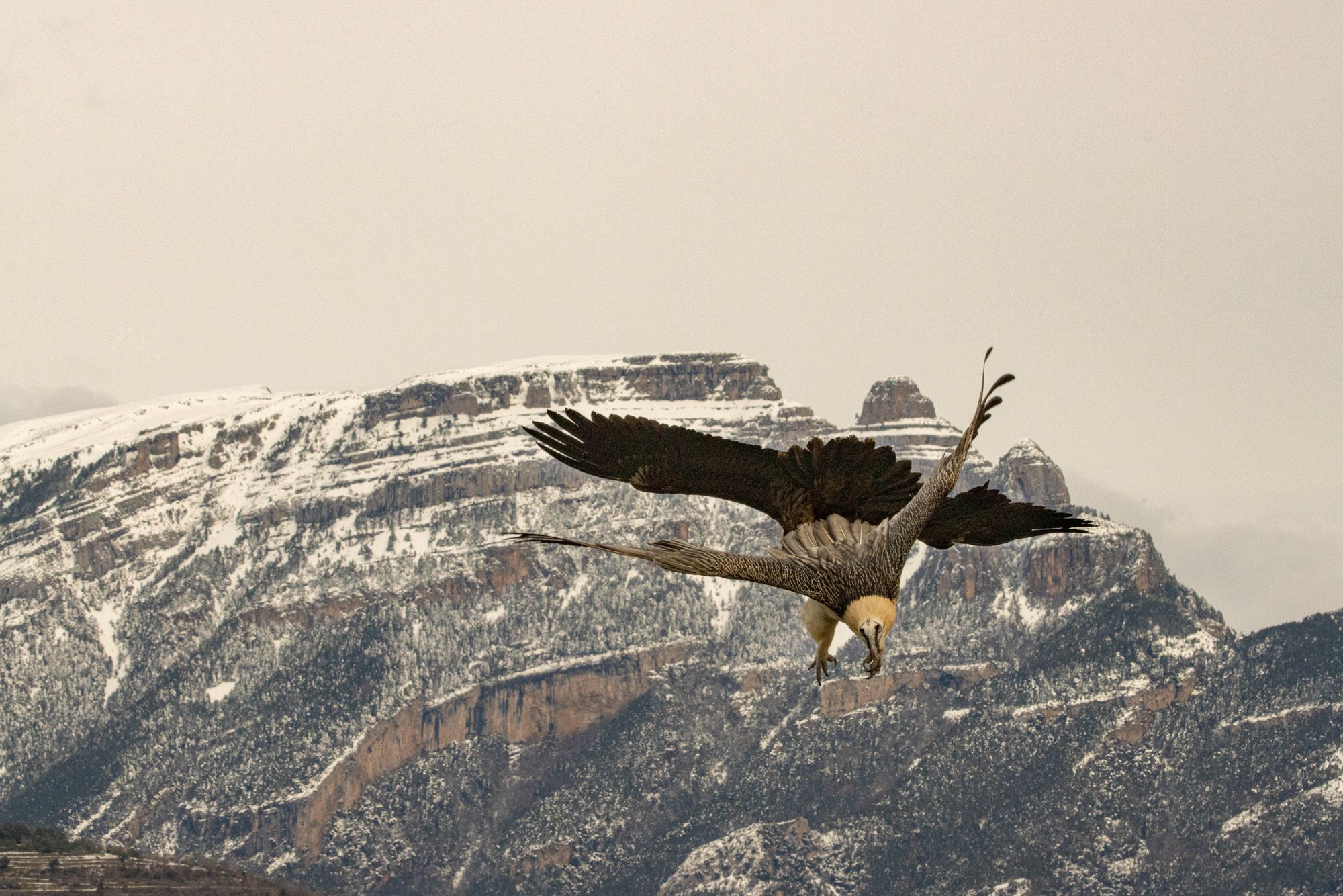 2000x1334 Bearded Vulture and other scavenger with Ordesa and Monte Perdido Background