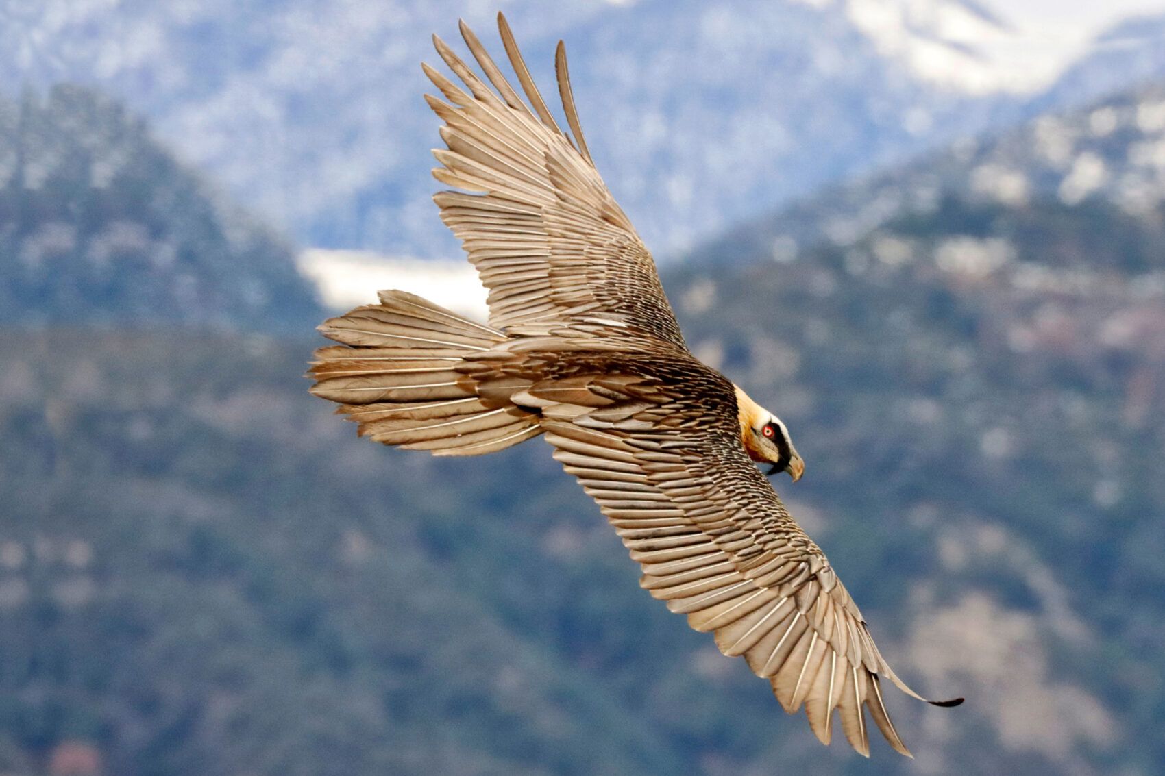1700x1133 Bearded Vulture and other scavenger with Ordesa and Monte Perdido Background