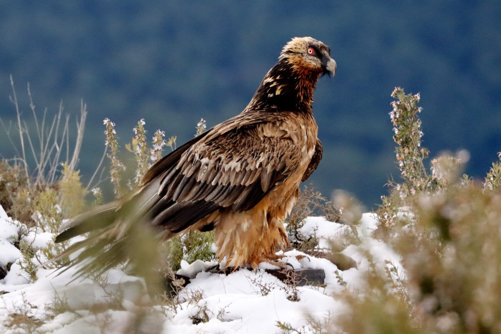 1700x1133 Bearded Vulture and other scavenger with Ordesa and Monte Perdido Background
