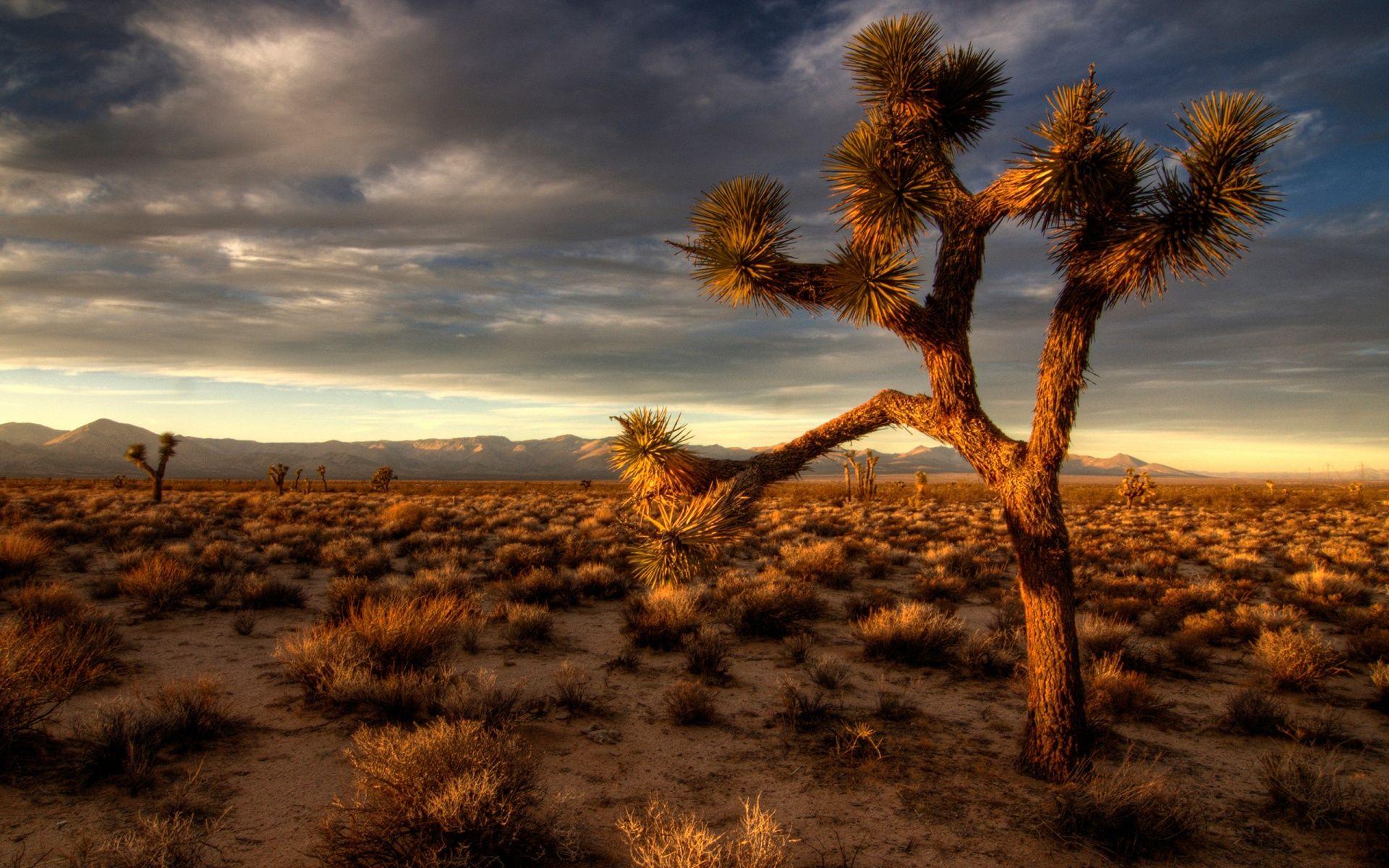 1920x1200 Free download Desert Background With Cactus wallpaper Desert
