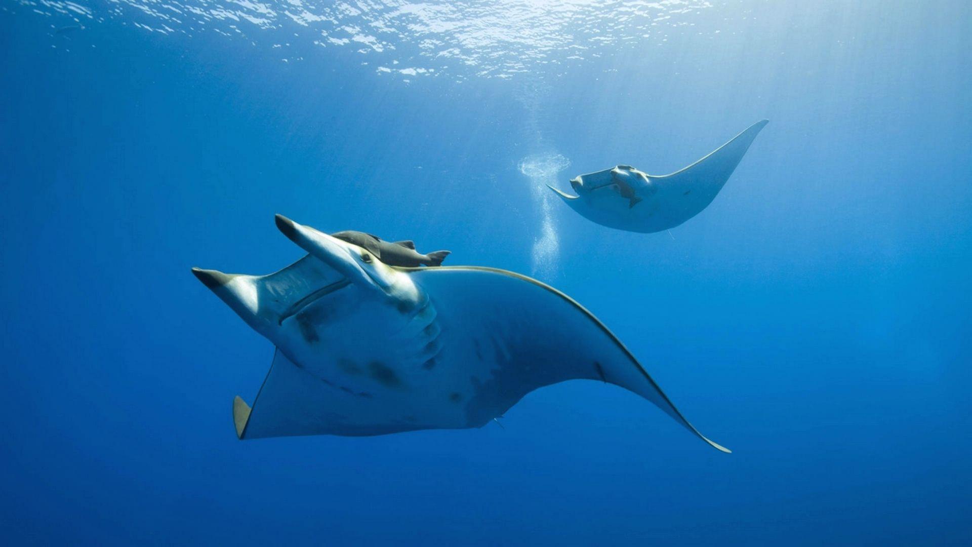 1920x1080 Sea.. Desktop Background Fish in Deep Sea