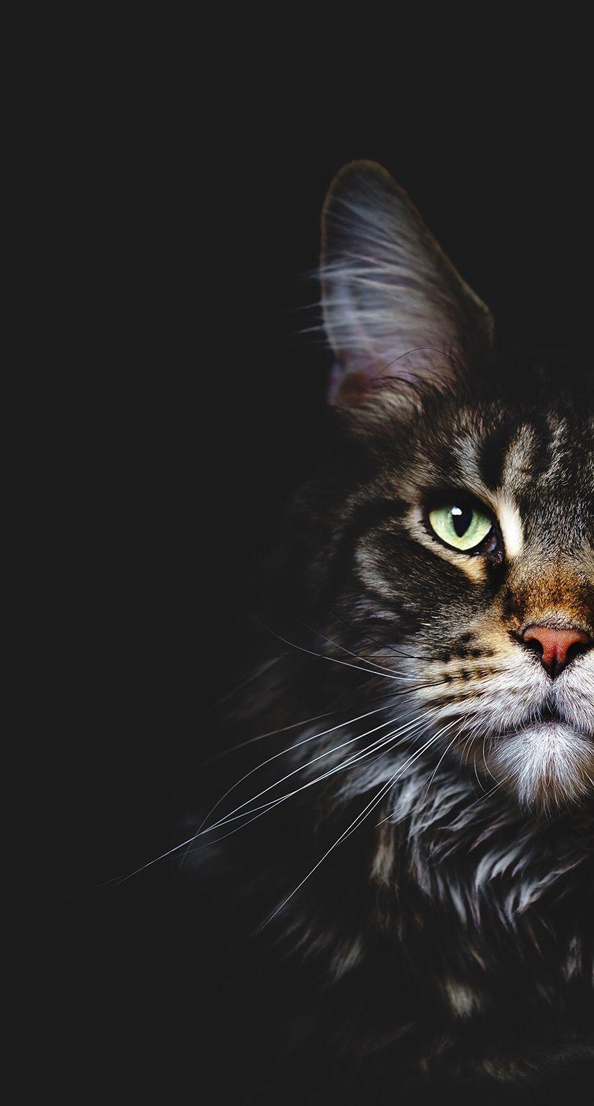 854x1590 Cat wallpaper phone background. Cat wallpaper, HD wallpaper, Pet