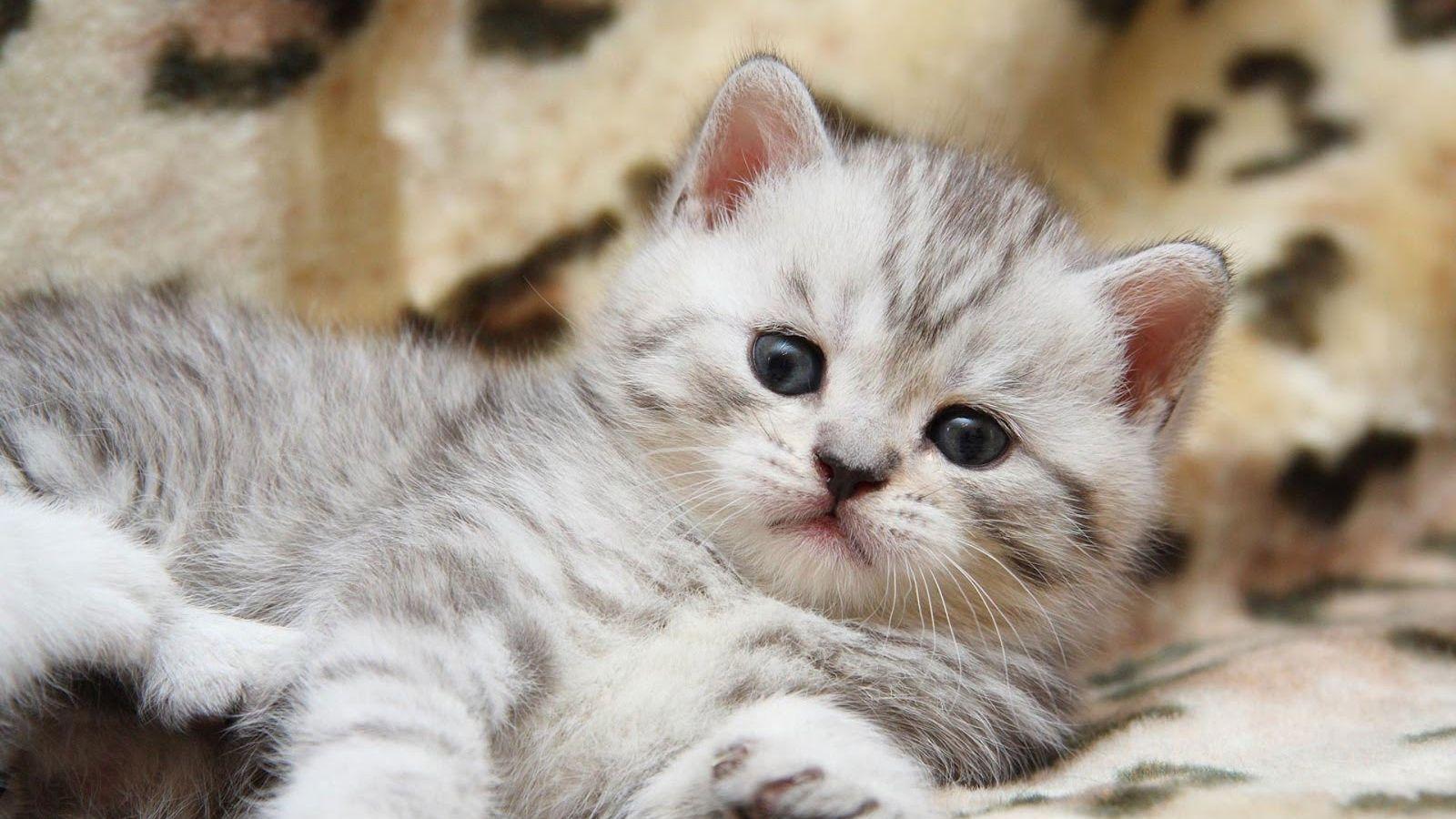 1600x900 Free download cats wallpaper beautiful cats beautiful cats