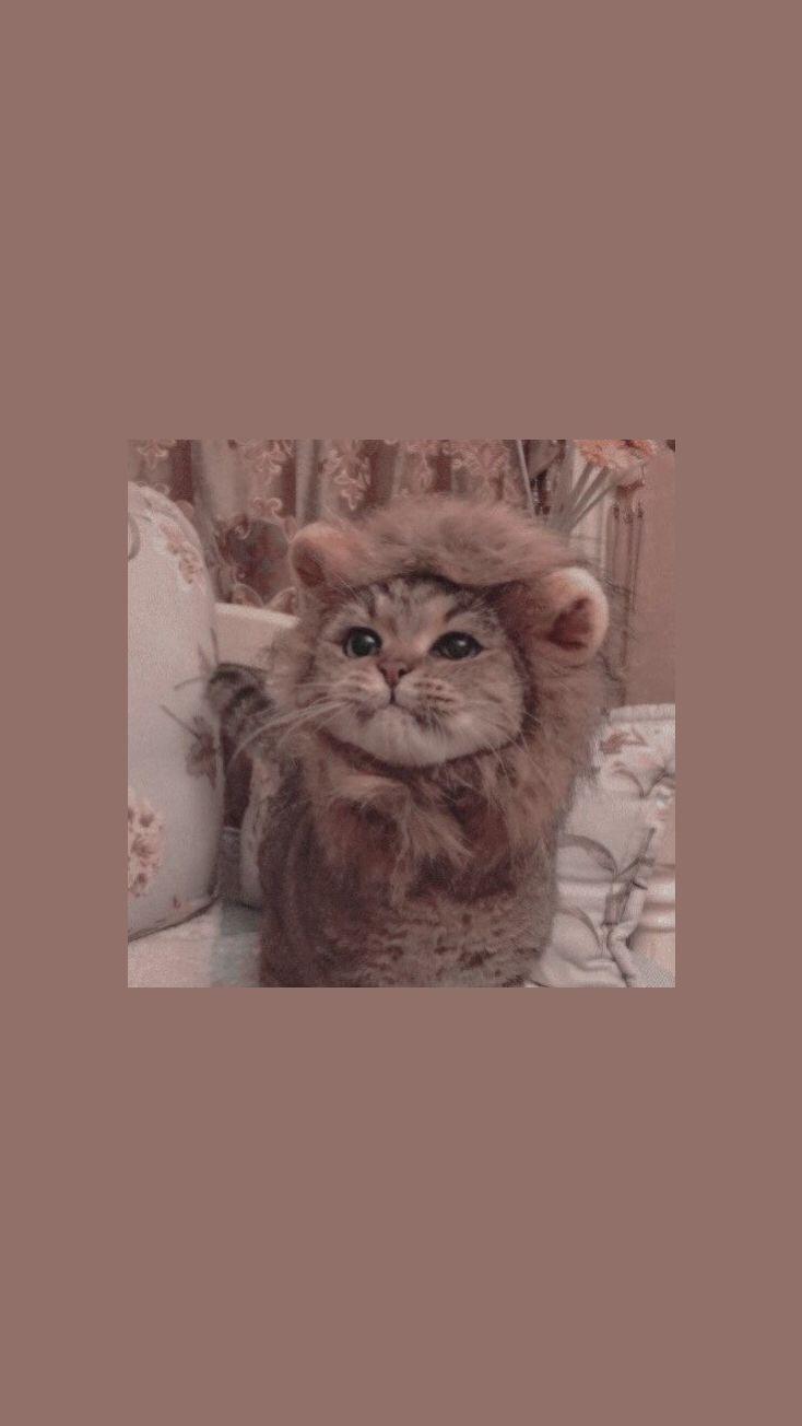 Cute Cat Aesthetic Wallpapers - Top Free Cute Cat Aesthetic Backgrounds - WallpaperAccess