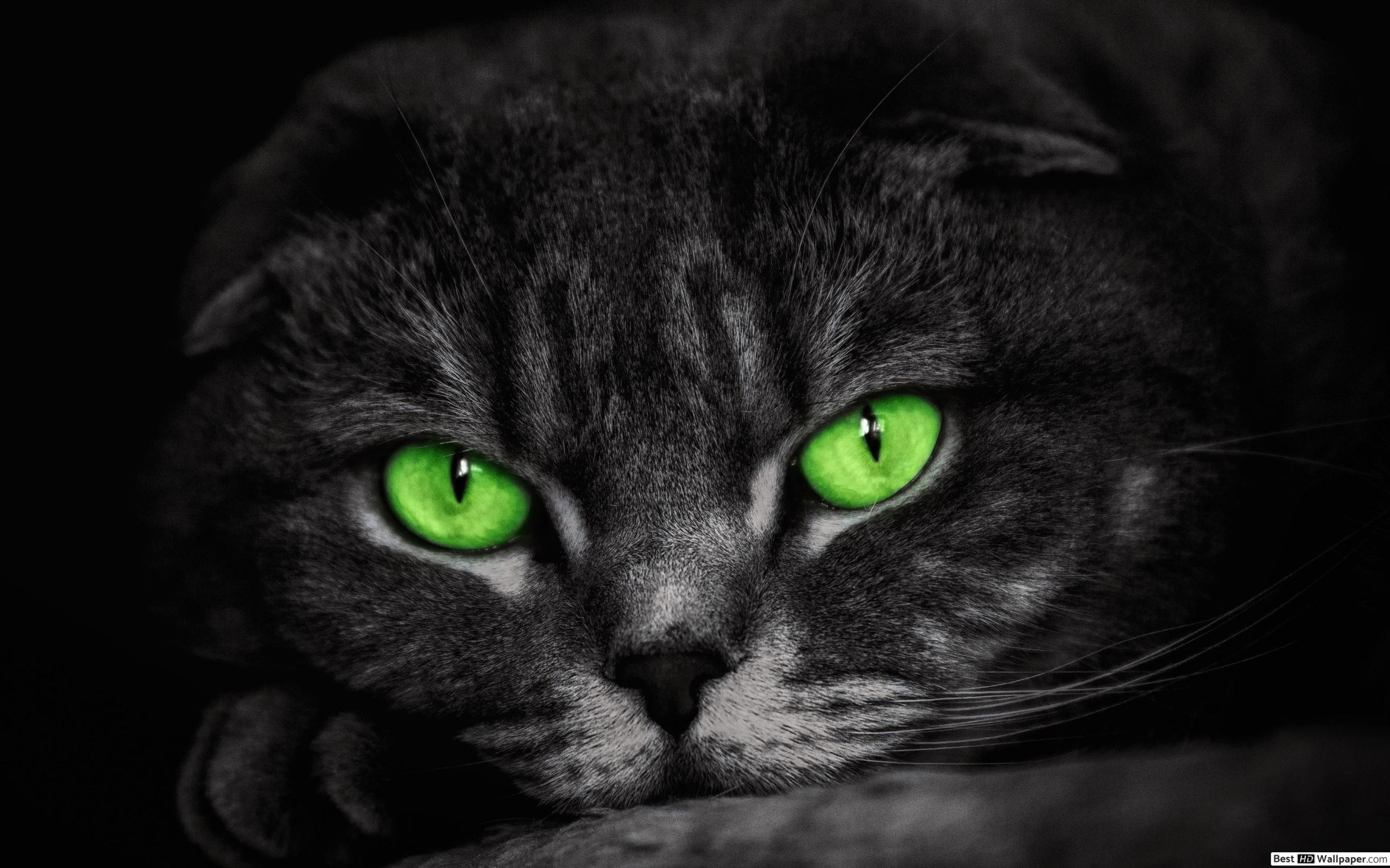 2560x1600 Green eyed cat HD wallpaper download