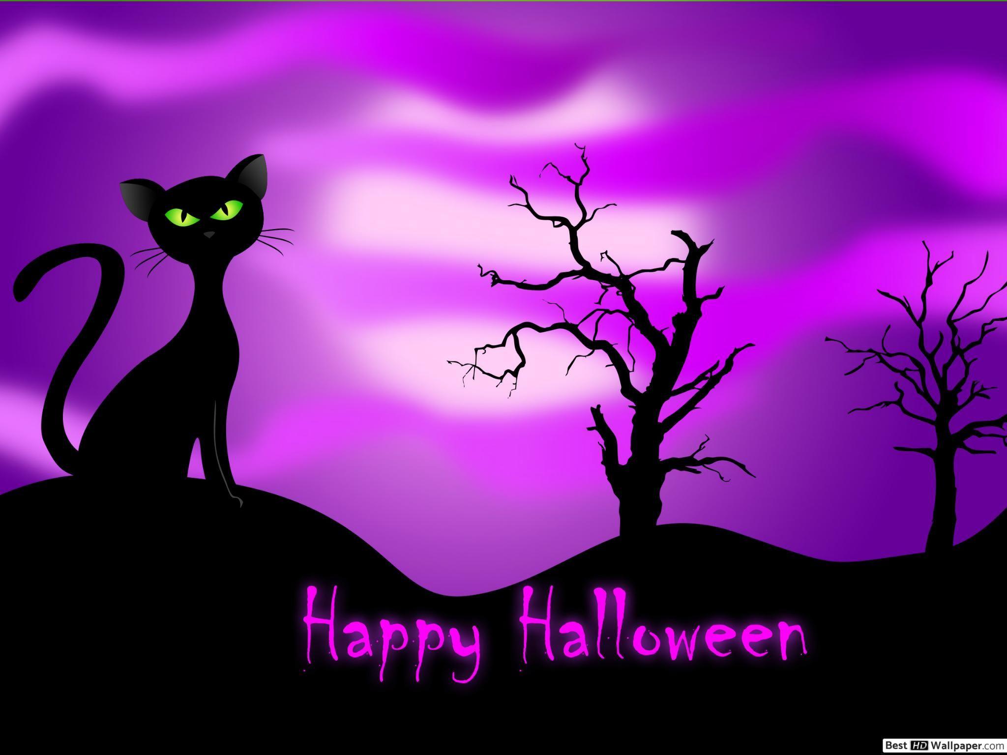 2048x1536 Green eyed black cat HD wallpaper download