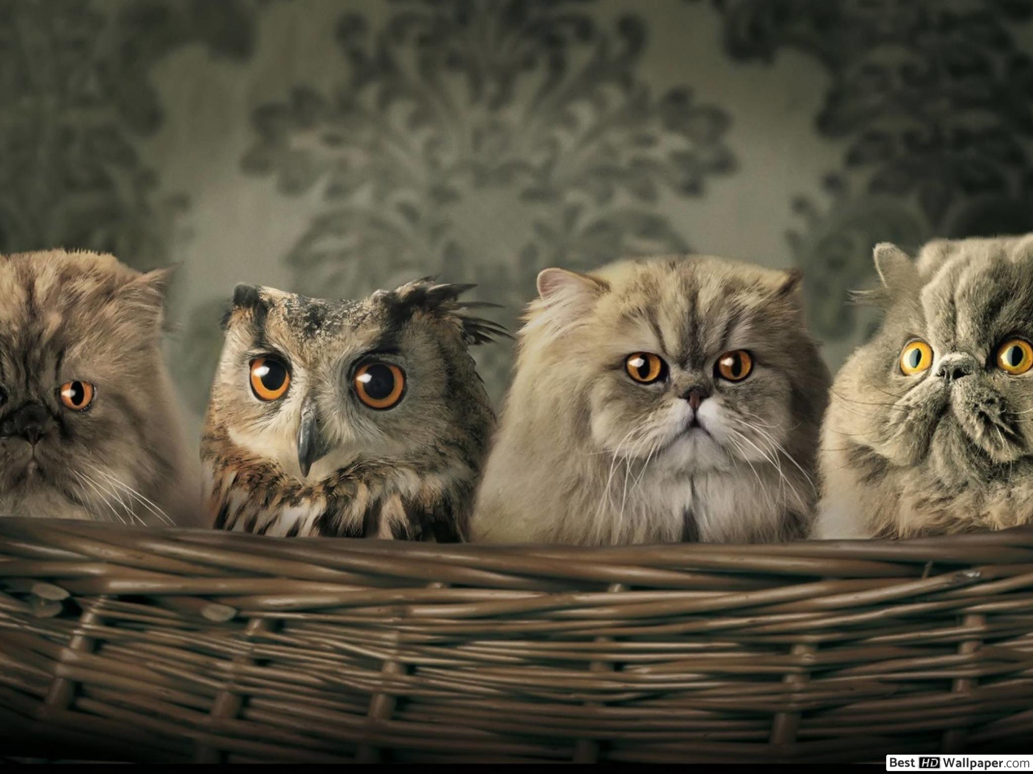 2048x1536 One owl and cats HD wallpaper download
