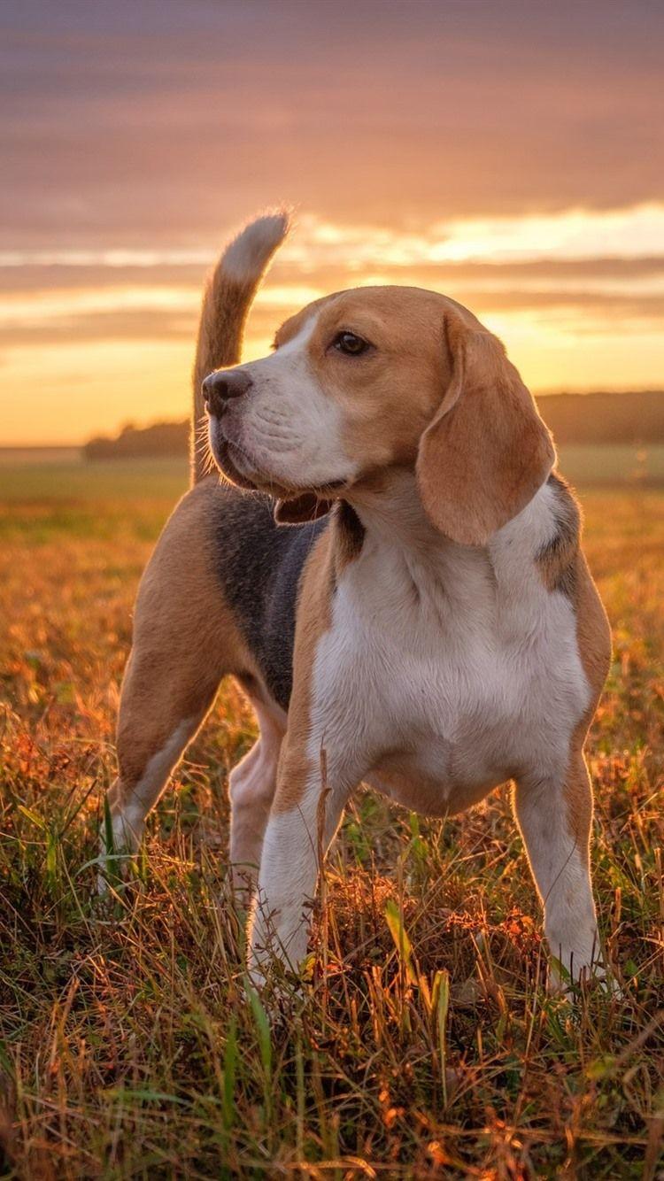 Beagle Phone Wallpapers - Top Free Beagle Phone Backgrounds -  WallpaperAccess