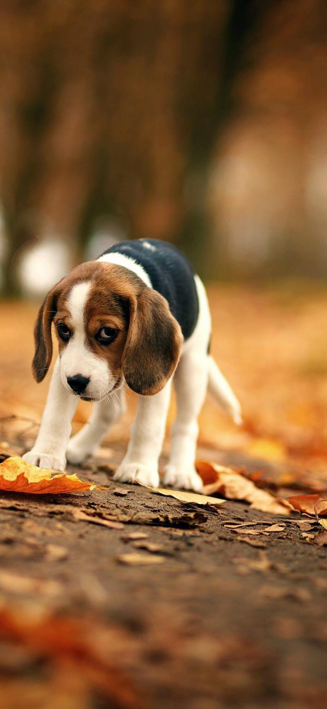 Beagle iPhone Wallpapers - Top Free Beagle iPhone Backgrounds -  WallpaperAccess