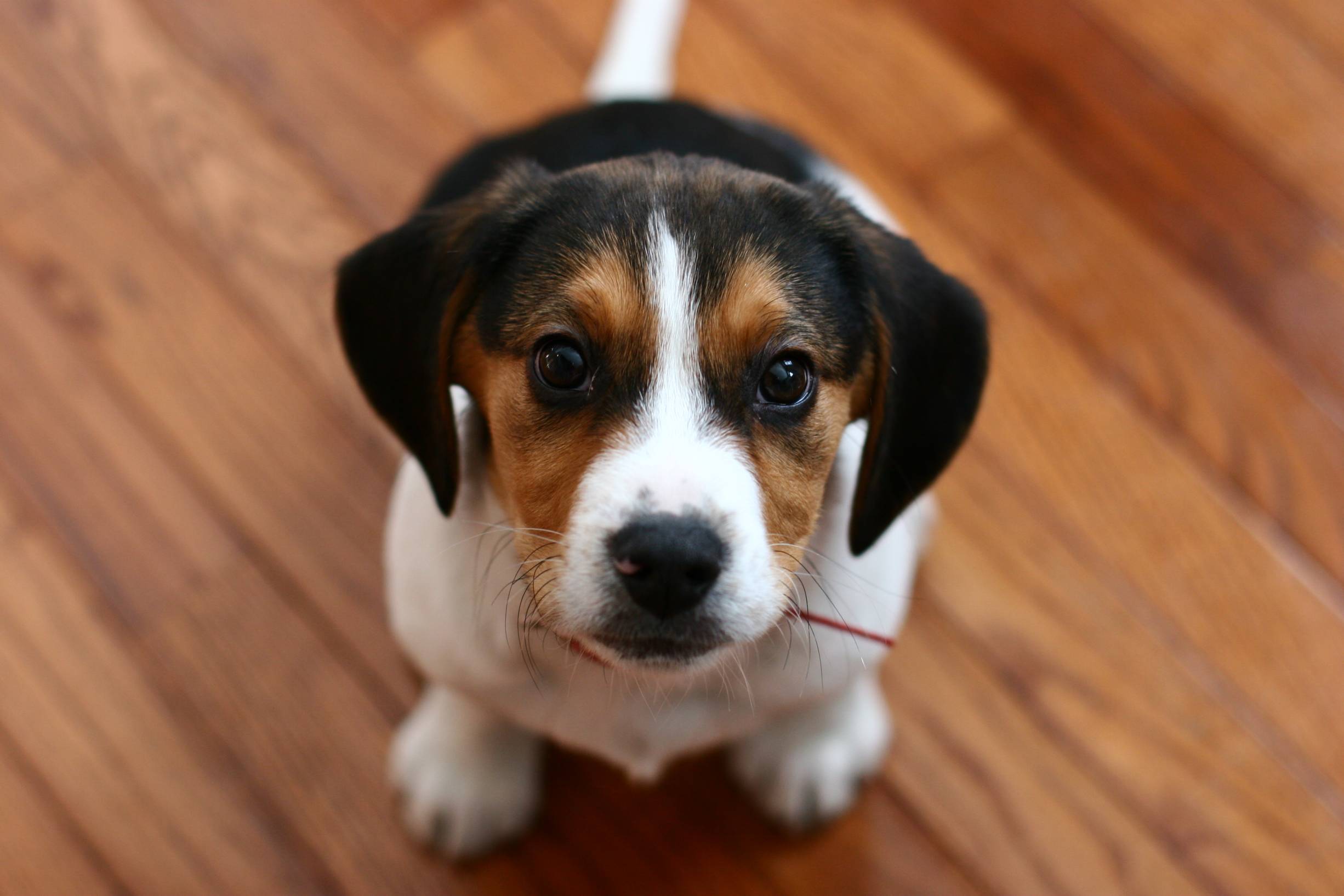 2452x1635 Beagle HD Wallpaper and Background Image