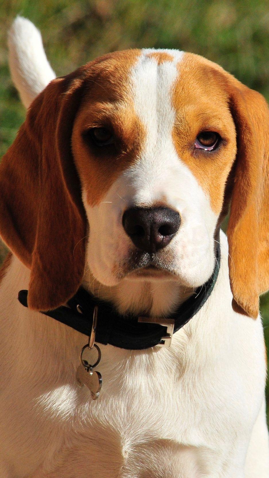 Beagle iPhone Wallpapers - Top Free Beagle iPhone Backgrounds ...