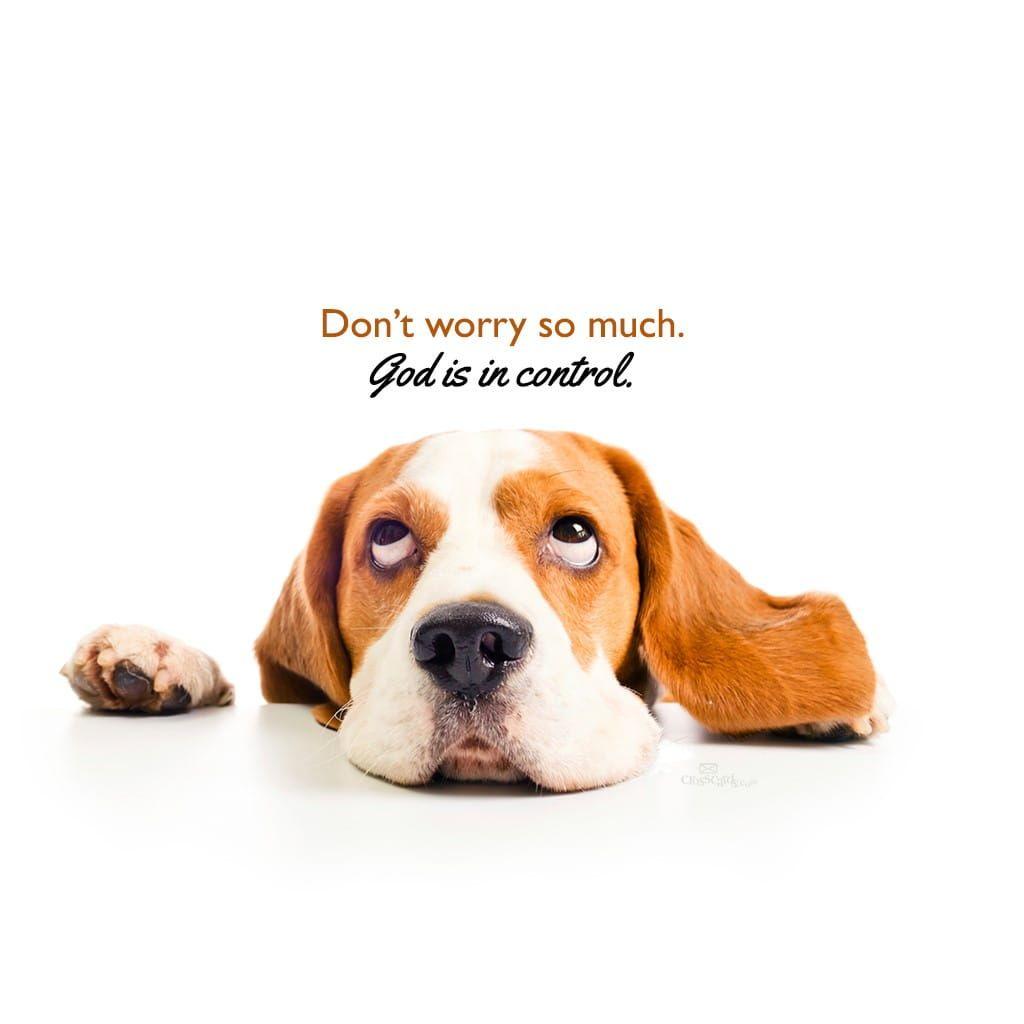 1024x1024 Don't Worry Desktop Wallpaper Animals Background