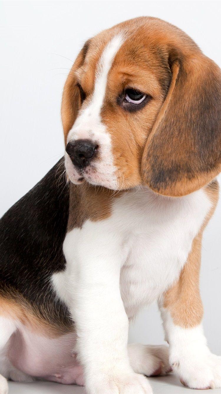 750x1334 Wallpaper Cute puppy, beagle sit down 2880x1800 HD Picture, Image