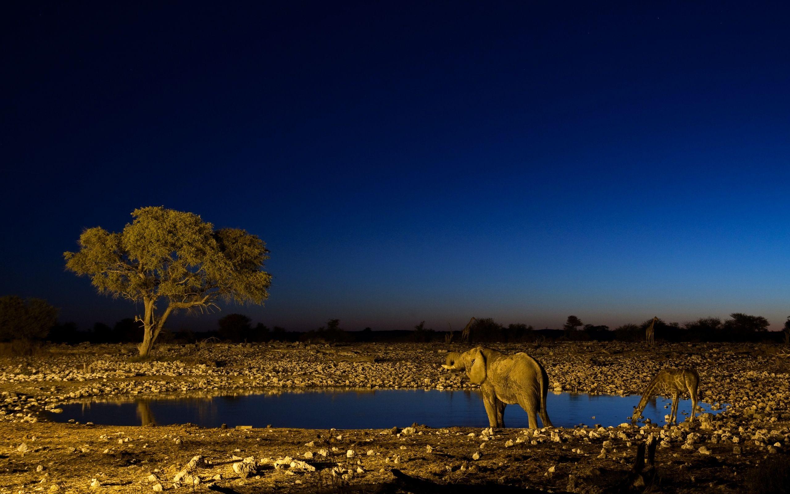2560x1600 Free download Night in Africa wallpaper and image wallpaper