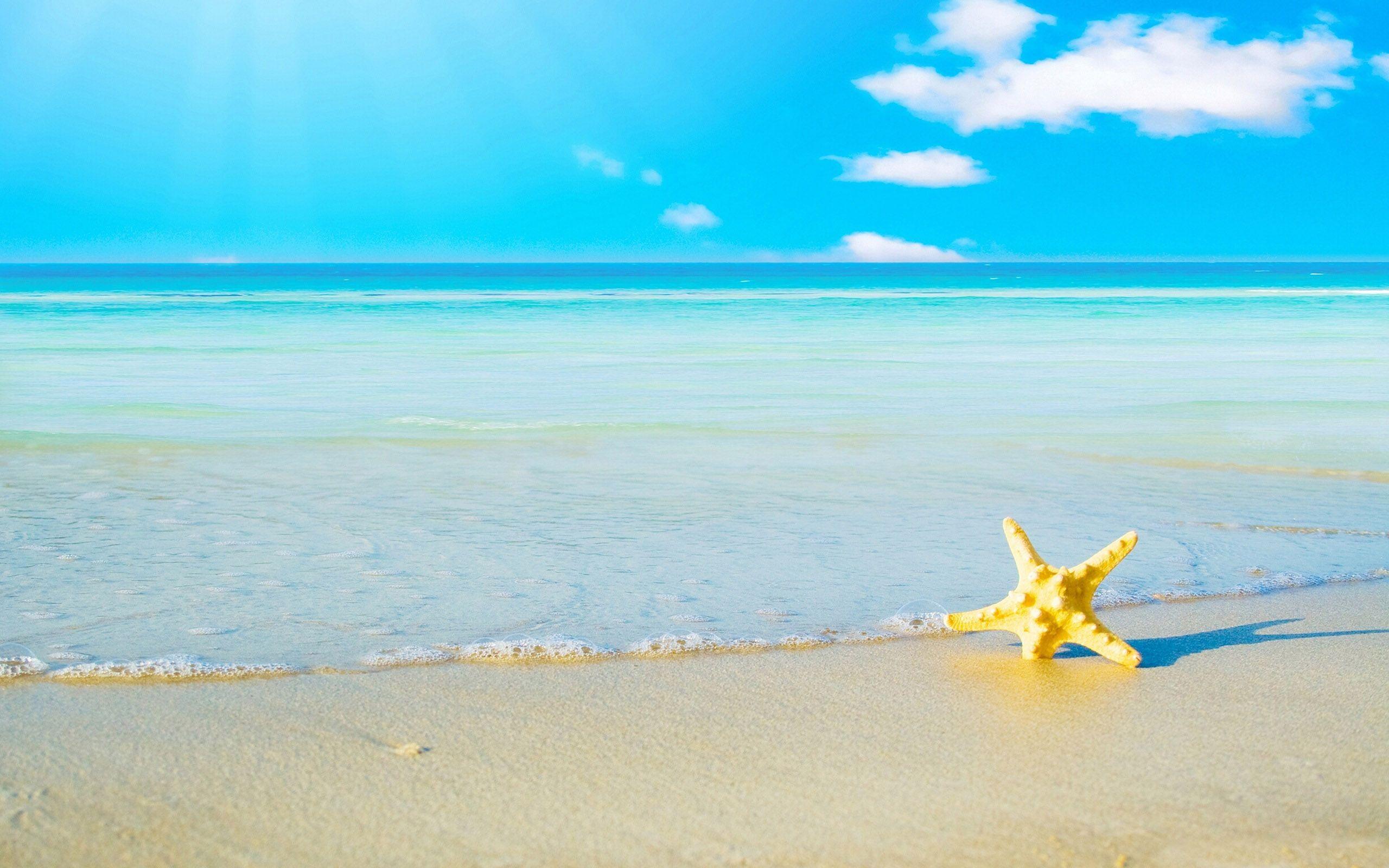 2560x1600 Starfish on the beach iPhone Panoramic Wallpaper. Papel mural de