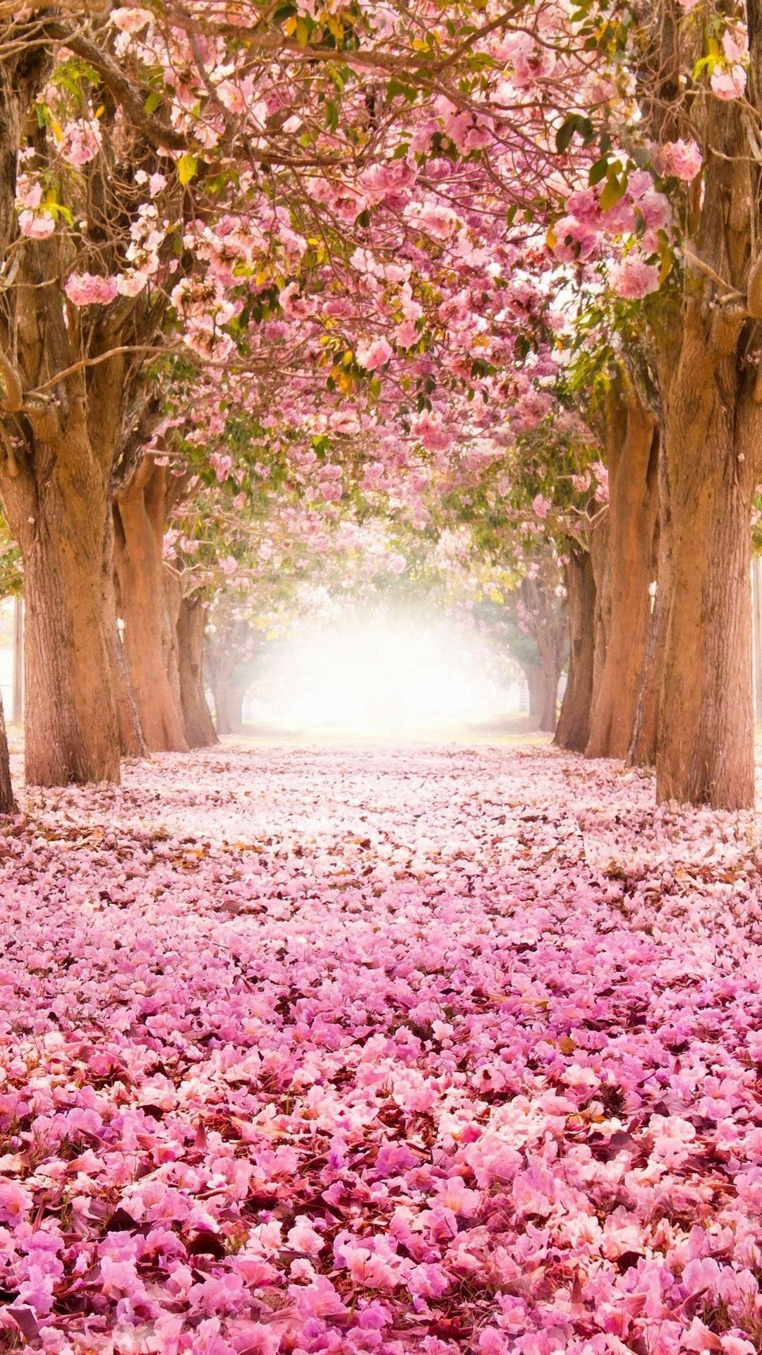 1080x1920 Cherry Blossom Phone Wallpaper
