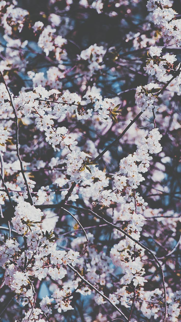 736x1308 Gorgeous Spring Blossom iPhone Wallpaper