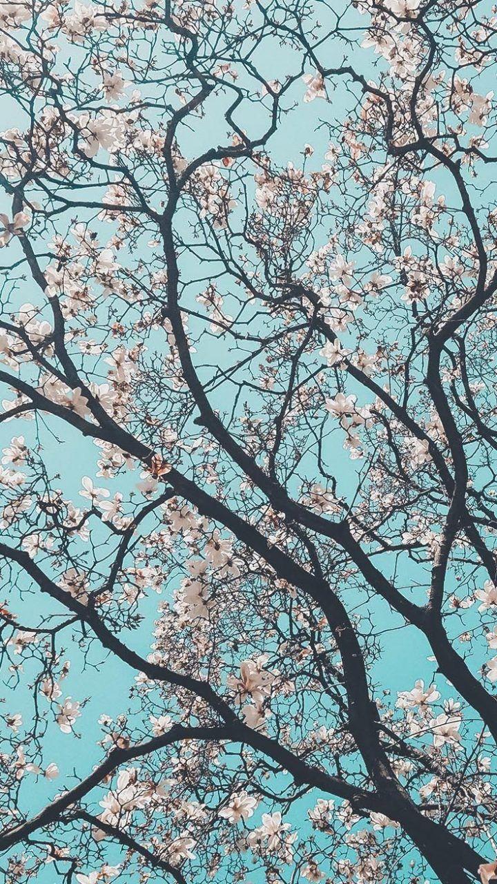 720x1280 Cherry Blossoms iPhone Wallpaper