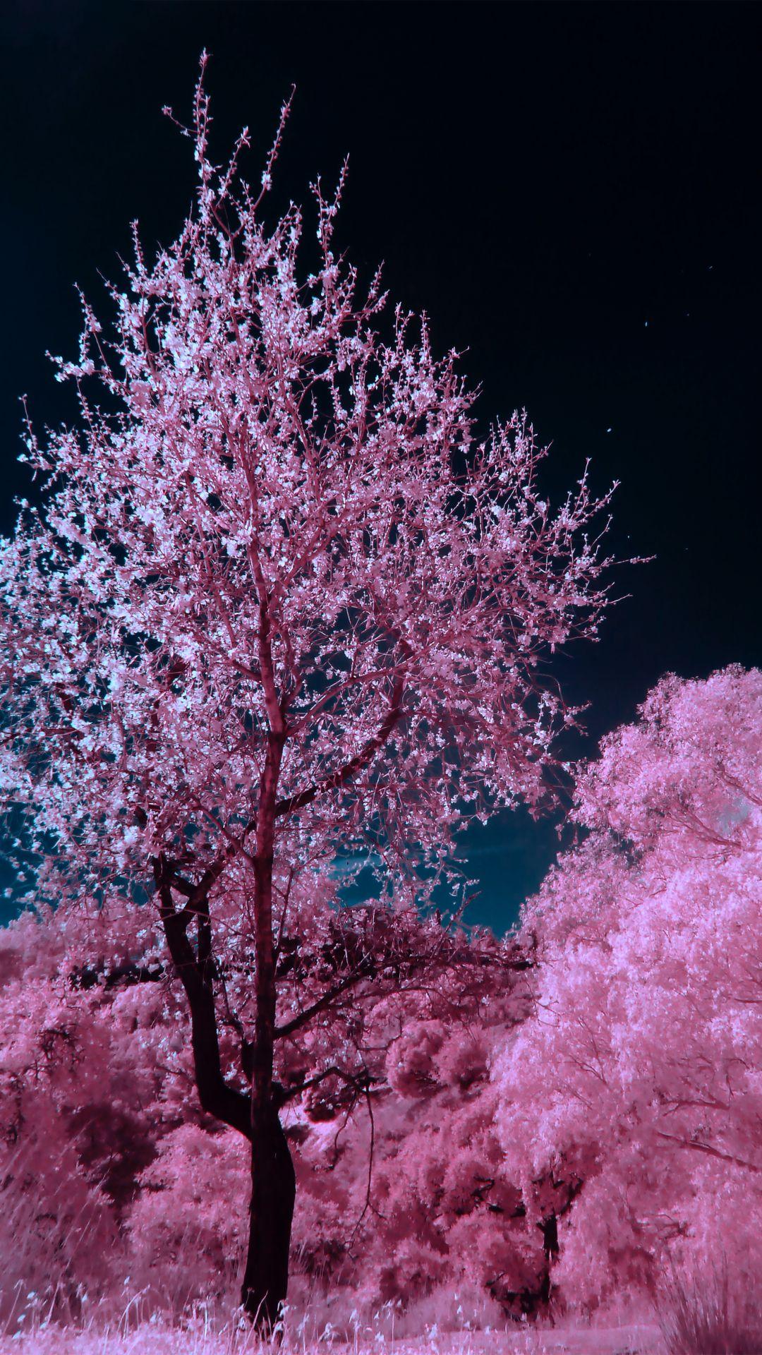 1080x1920 Blossoms iPhone Wallpaper