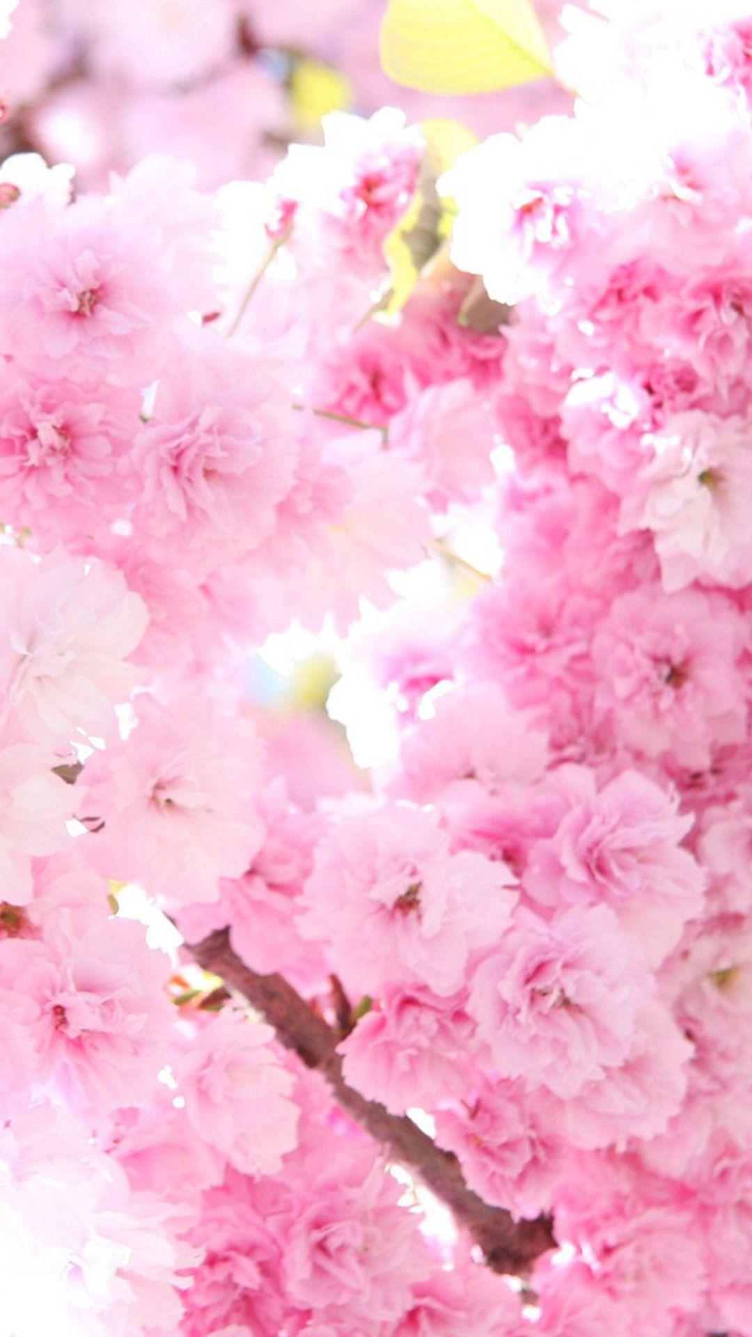 1080x1920 Sakura Phone Wallpaper. Sakura Wallpaper