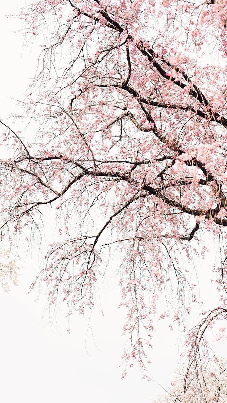 736x1308 Gorgeous Spring Blossom iPhone Wallpaper. Spring wallpaper