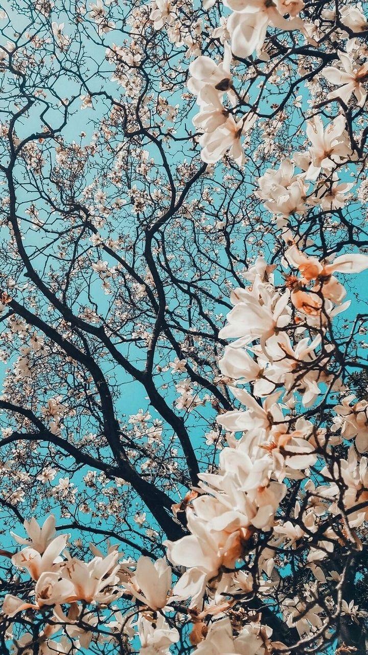 720x1280 iphone, cherry blossom, wallpaper and nature