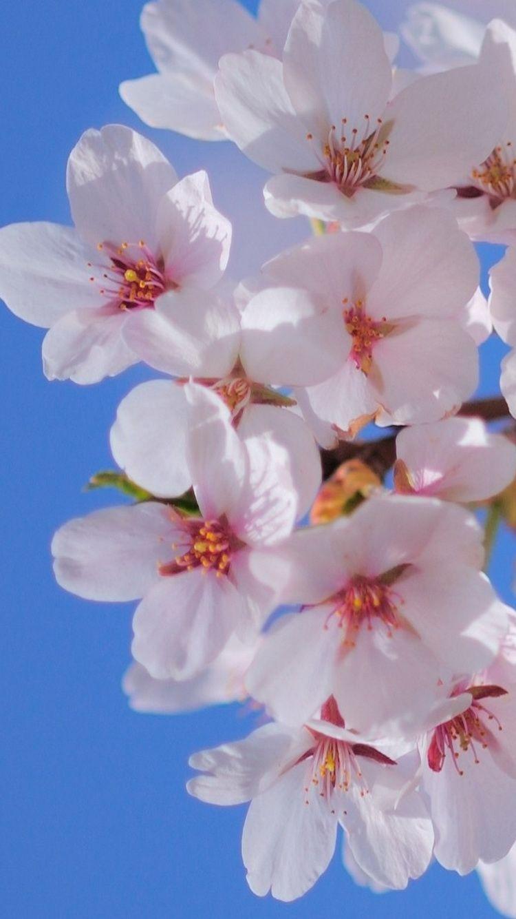 750x1334 White Flowers Blossom iPhone 6 Wallpaper HD Download