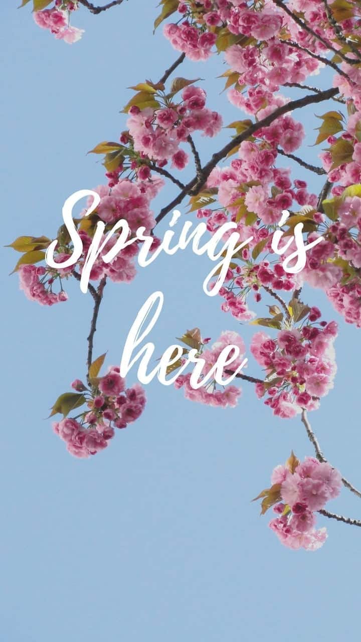 720x1280 Spring Cherry Blossom iPhone Wallpaper Collection