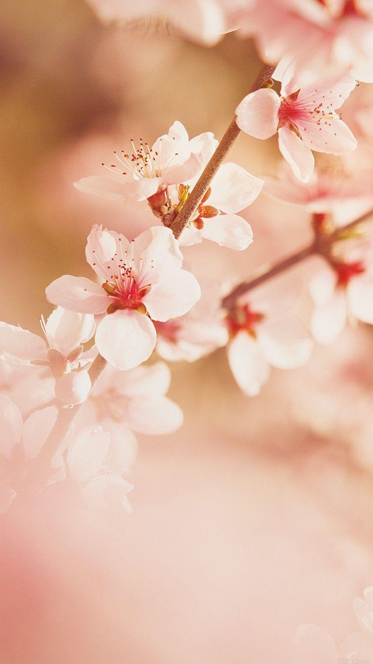 750x1334 iPhone wallpaper. spring flower sullysully