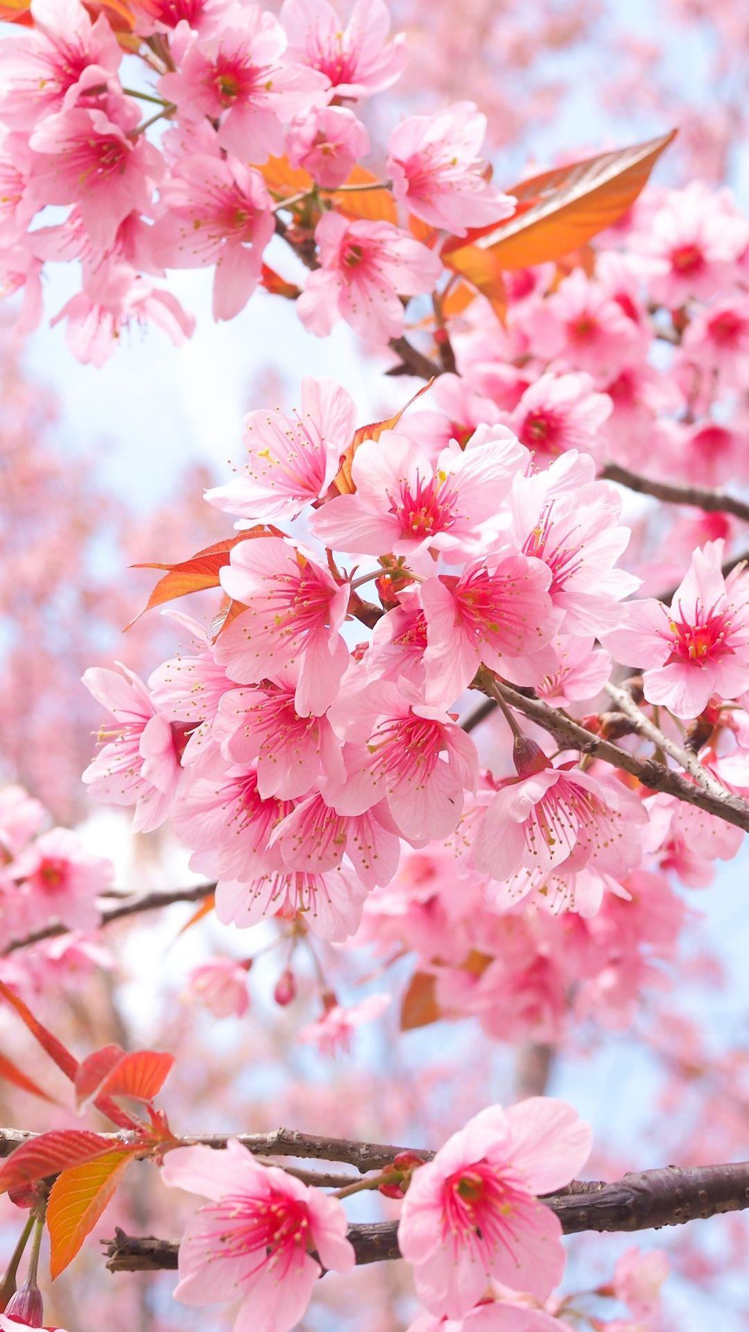 1080x1920 Cherry Blossom Tree Branches 4k iPhone 6s, 6 Plus